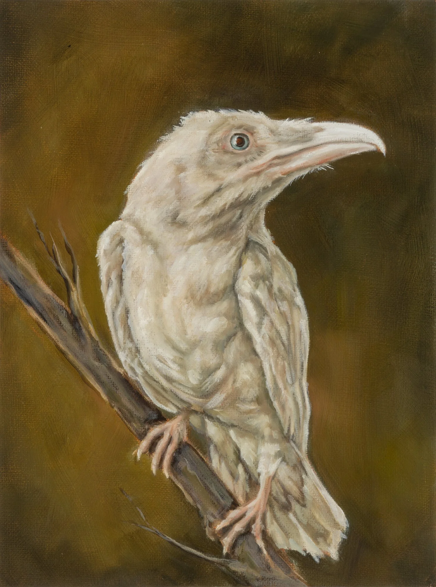 White Raven