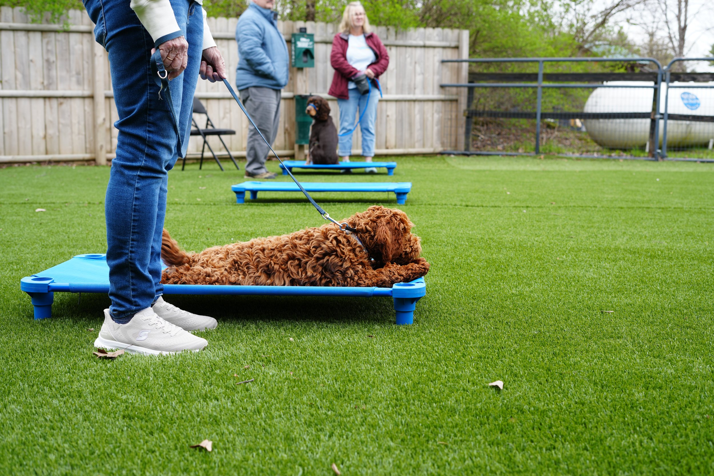 Dog laying on blue place pad with person holding leash
