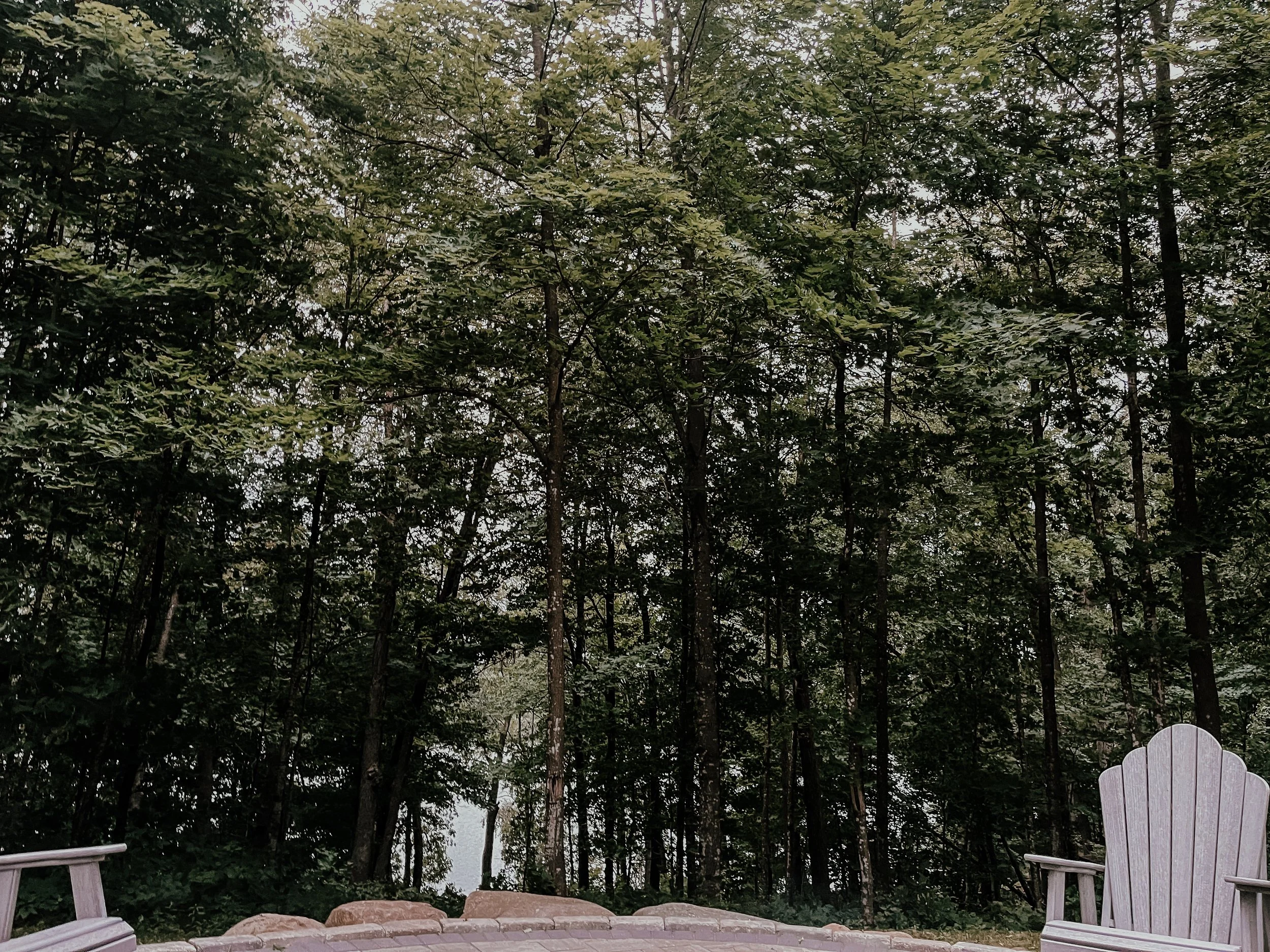 woods2.JPG
