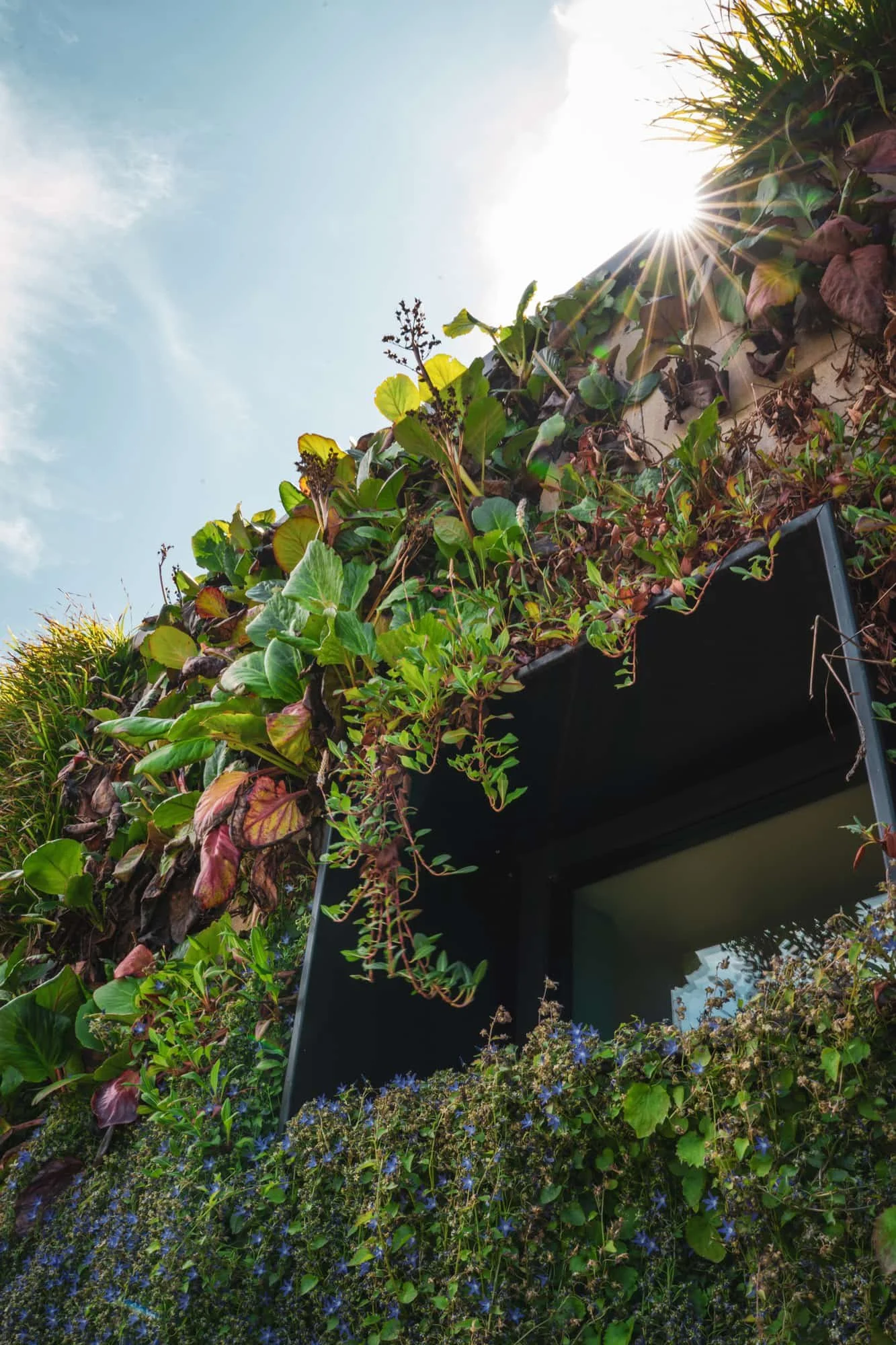 Close up of green roof planting and climbing vegetation on a modern villa