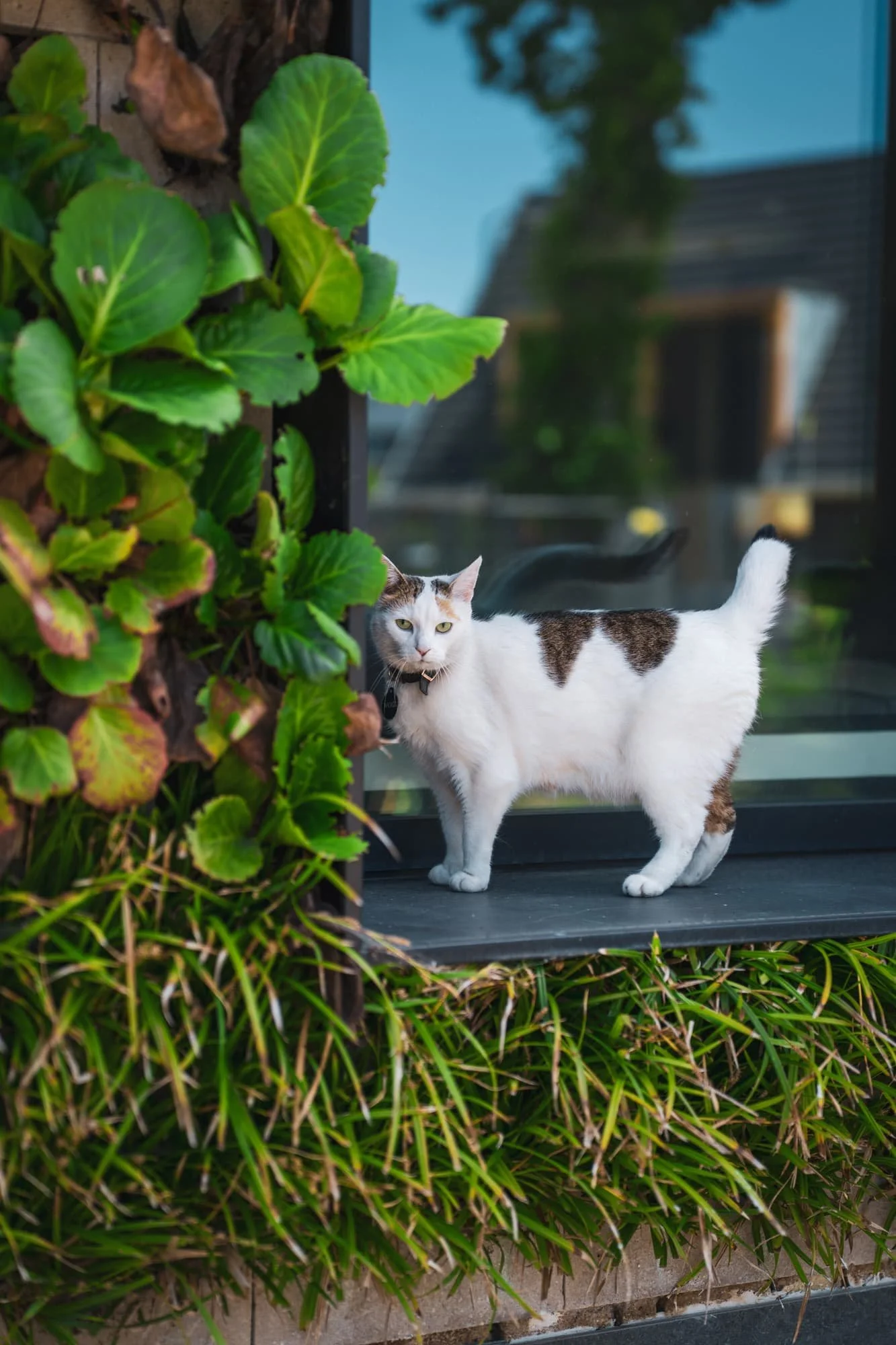 White cat in front of dense green planting and modern garden architecture