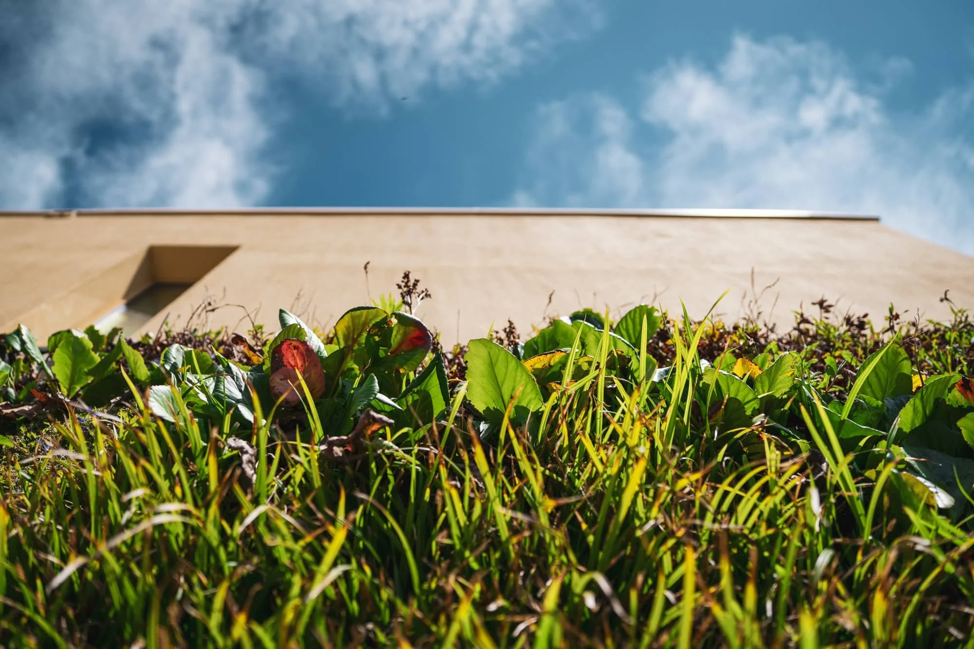 Close view of lush roof garden planting above a minimal beige facade