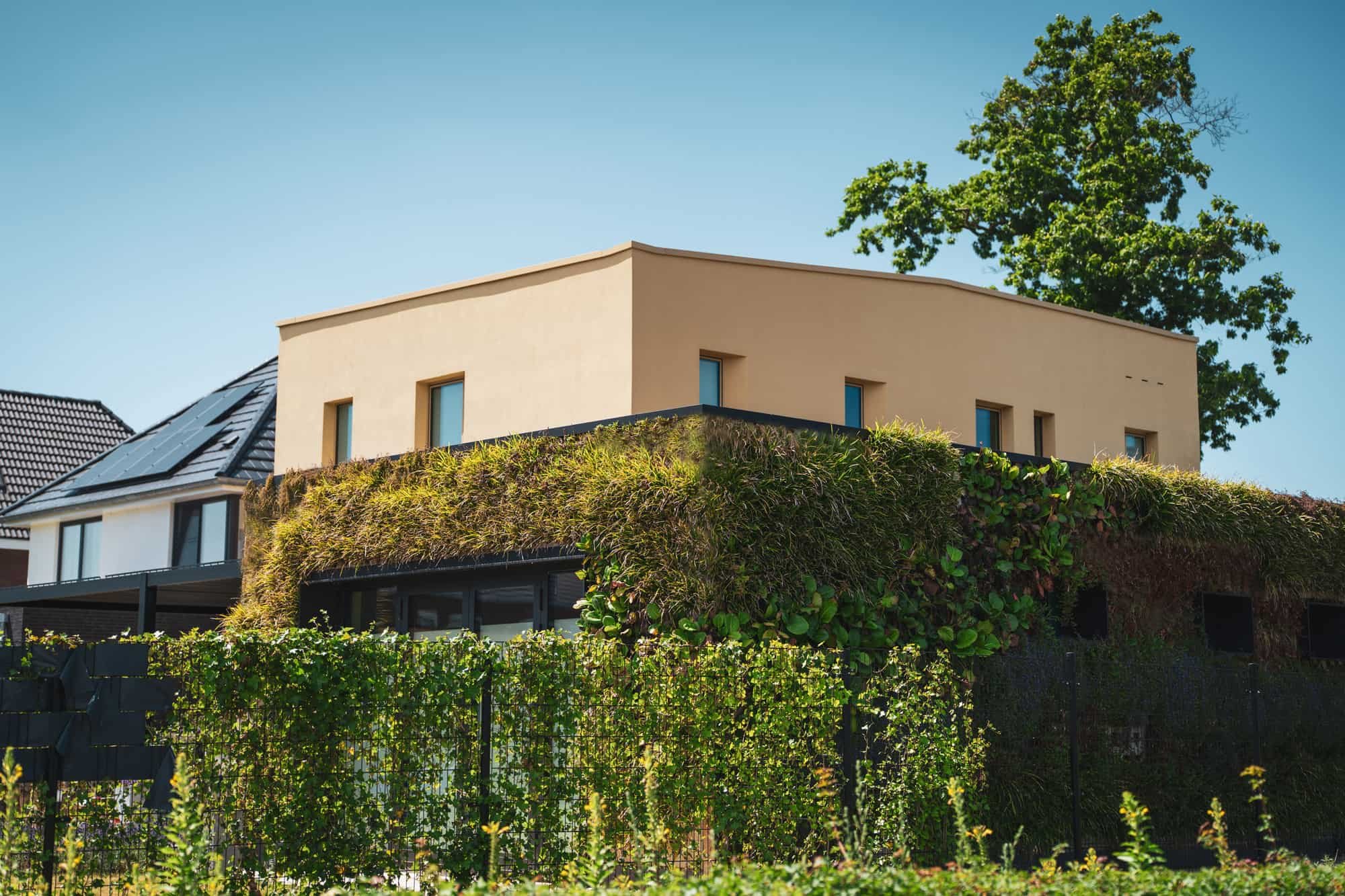 Contemporary family home with green facade planting and calm garden setting