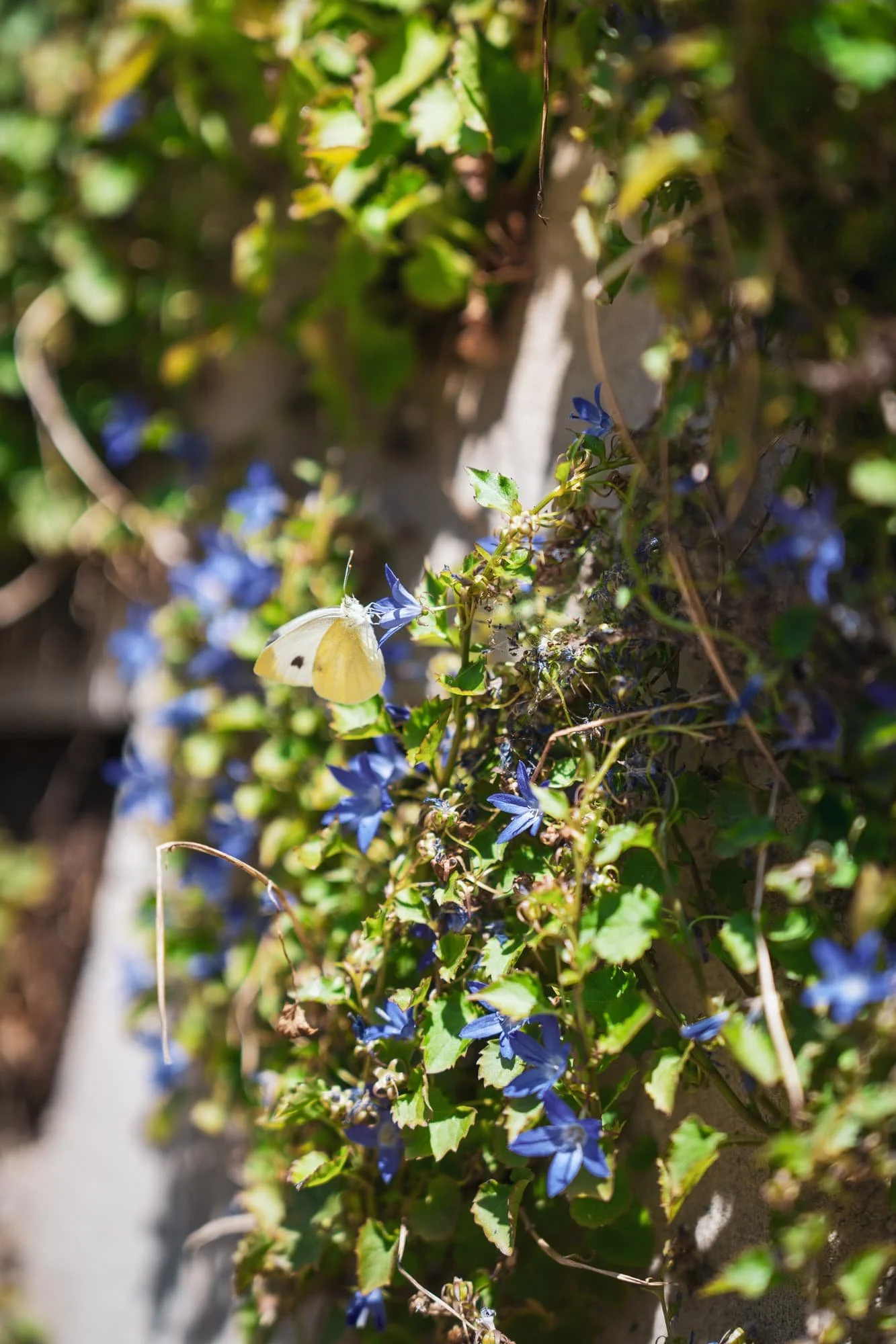 Close up of blue flowering plants in a natural garden setting