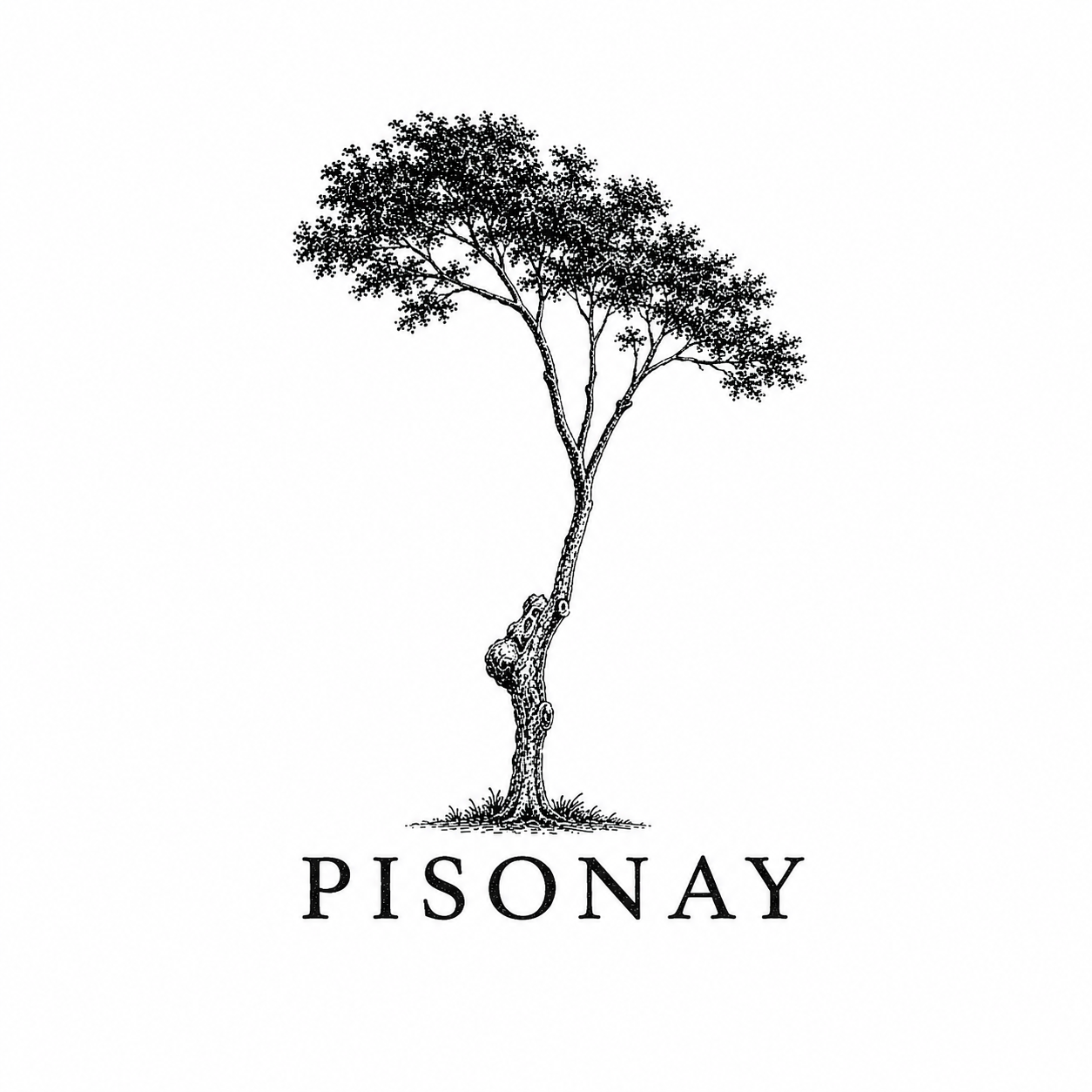 Pisonay LLC