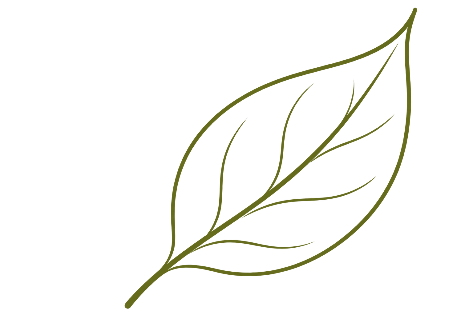 Outline of a simple green leaf with detailed veins.