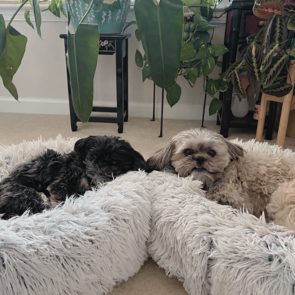 Mel Rolfes’s Shih Tzus, Chloe and Stormi, curled up together among fluffy dog beds and houseplants.