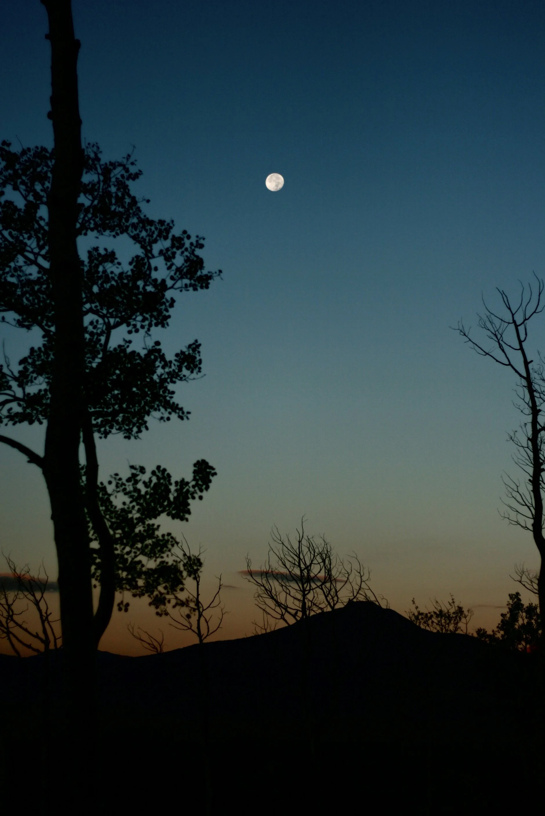 Silhouettes of trees against a twilight sky with a visible full moon.