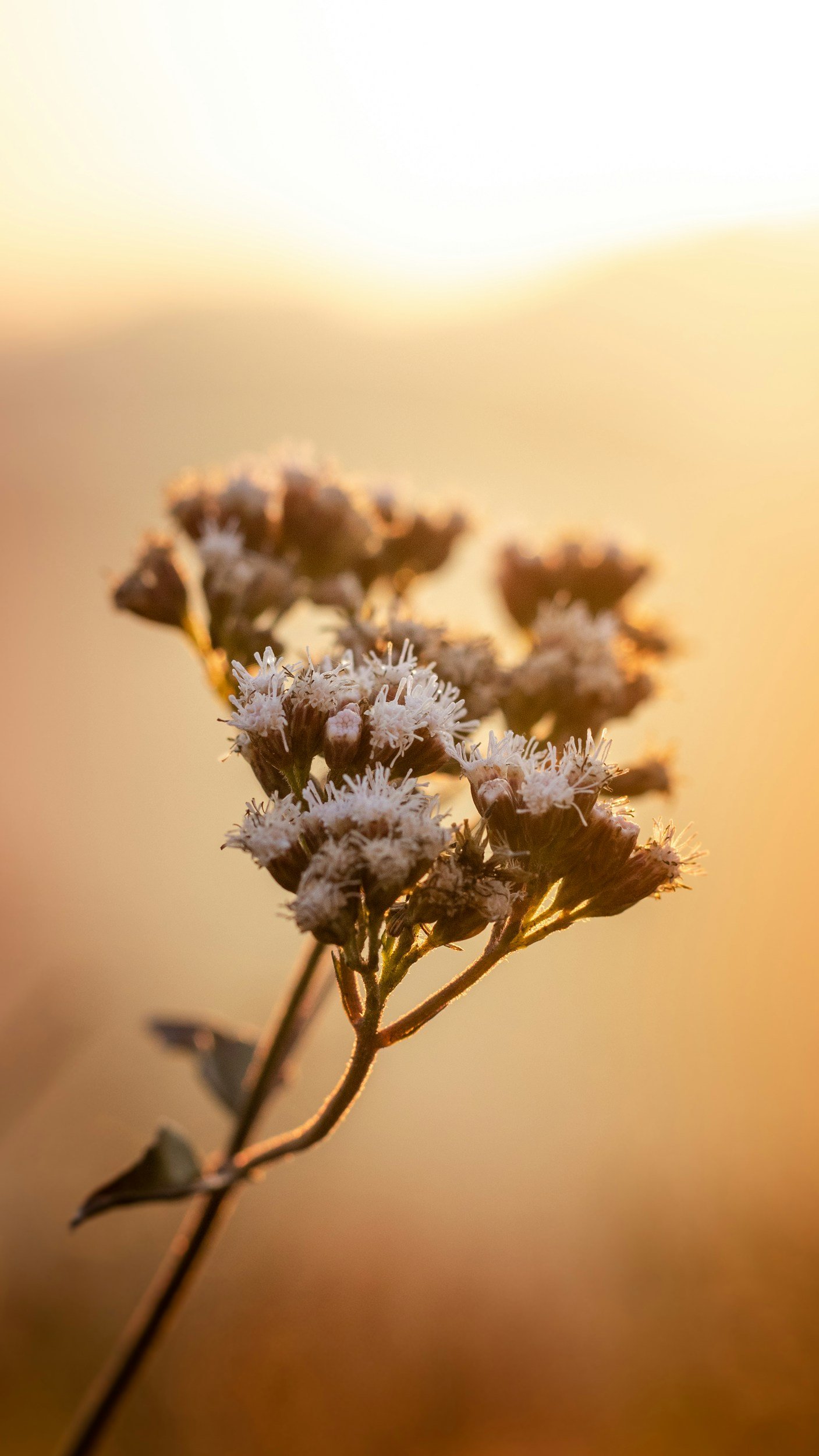 Close-up of a dried flower with tiny white blossoms, backlit by warm sunlight, creating a soft glow and blurred background.