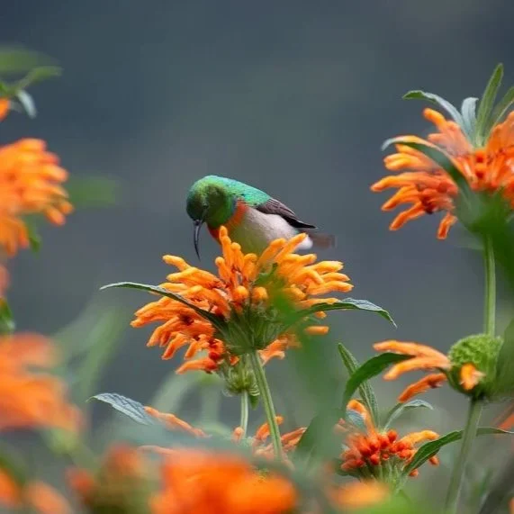 Beautiful sunbird perched among wild dagga flowers at Kirstenbosch Gardens
