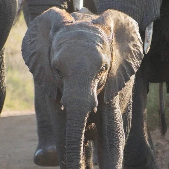 Juvenile African bush elephant leading a herd in Greater Kruger