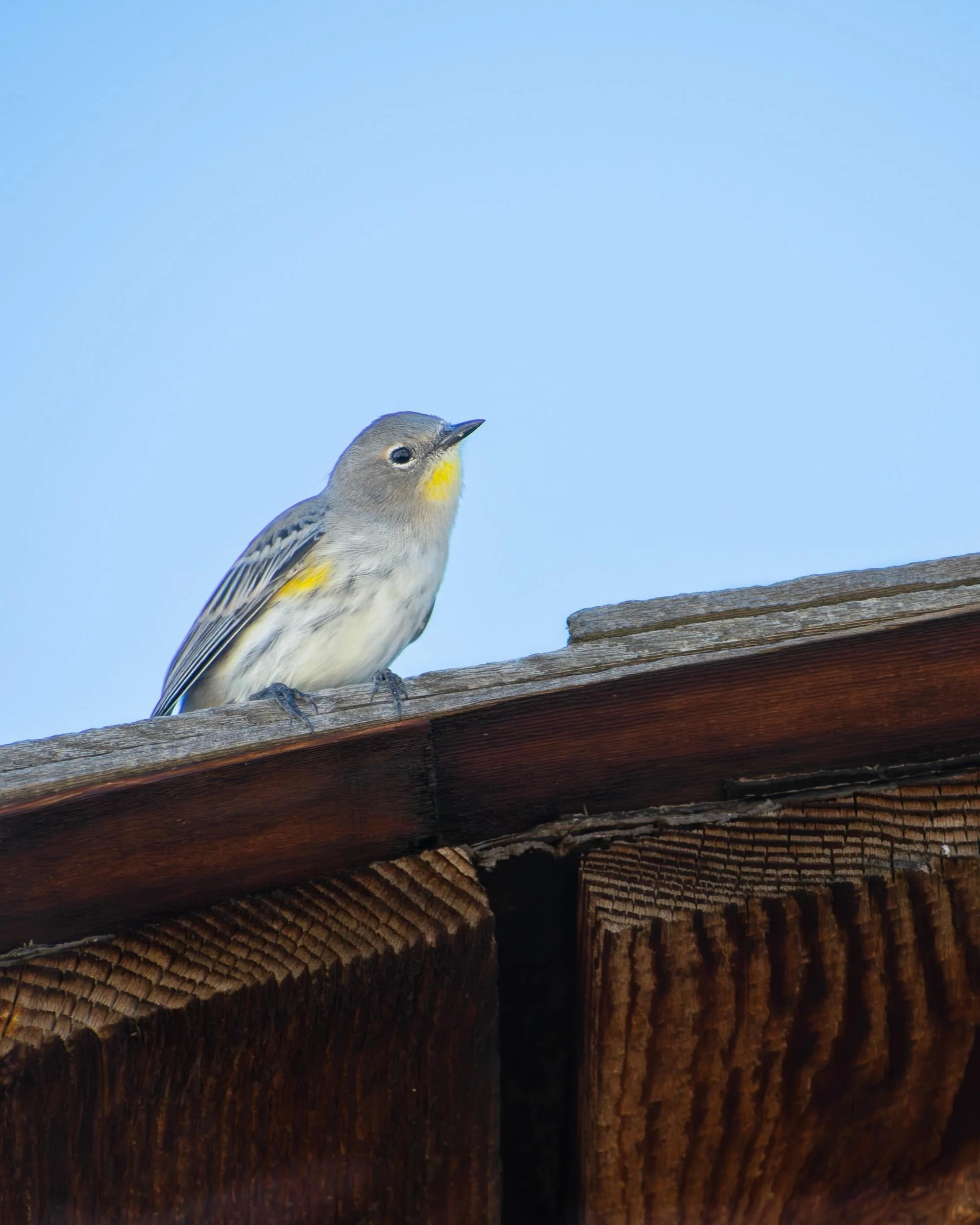 Mormon Row is iconic, but what got me was the sneaky amount of bird life! Look to the roofs and small gaps for Barn Swallows, Mountain Bluebirds, and Yellow-rumped Warblers (pictured).