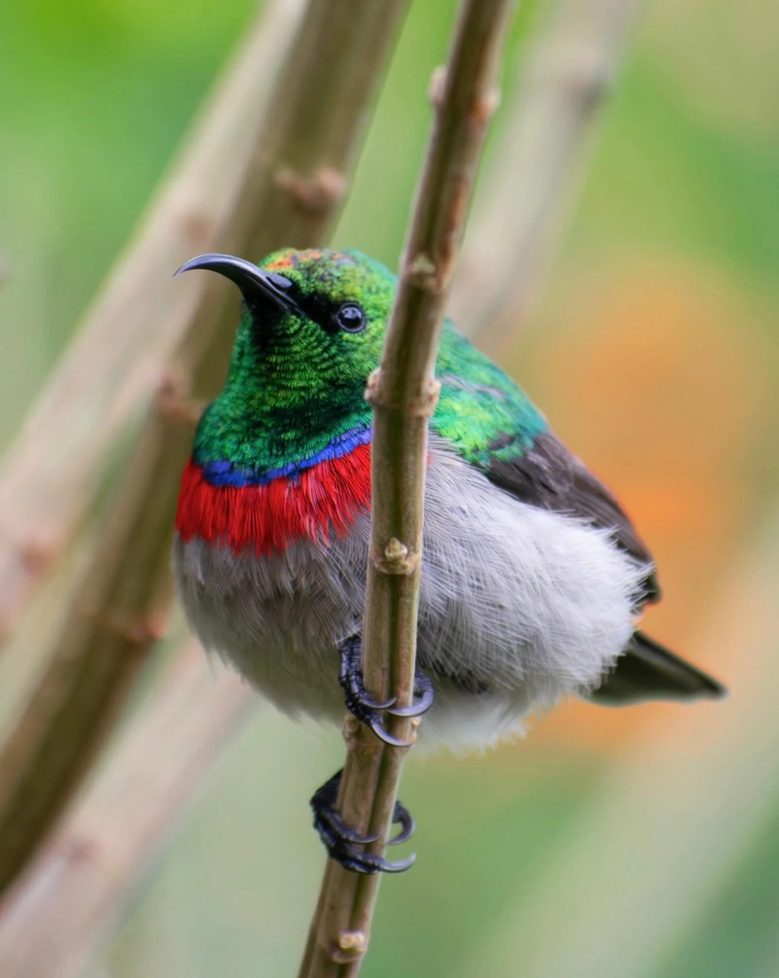 Birds were a central part of my early nonprofit career, so I think it&rsquo;s fitting they be one of my first posts here!

We were in Cape Town for our honeymoon this May, and unfortunately, there were torrential downpours. The birds still came out t