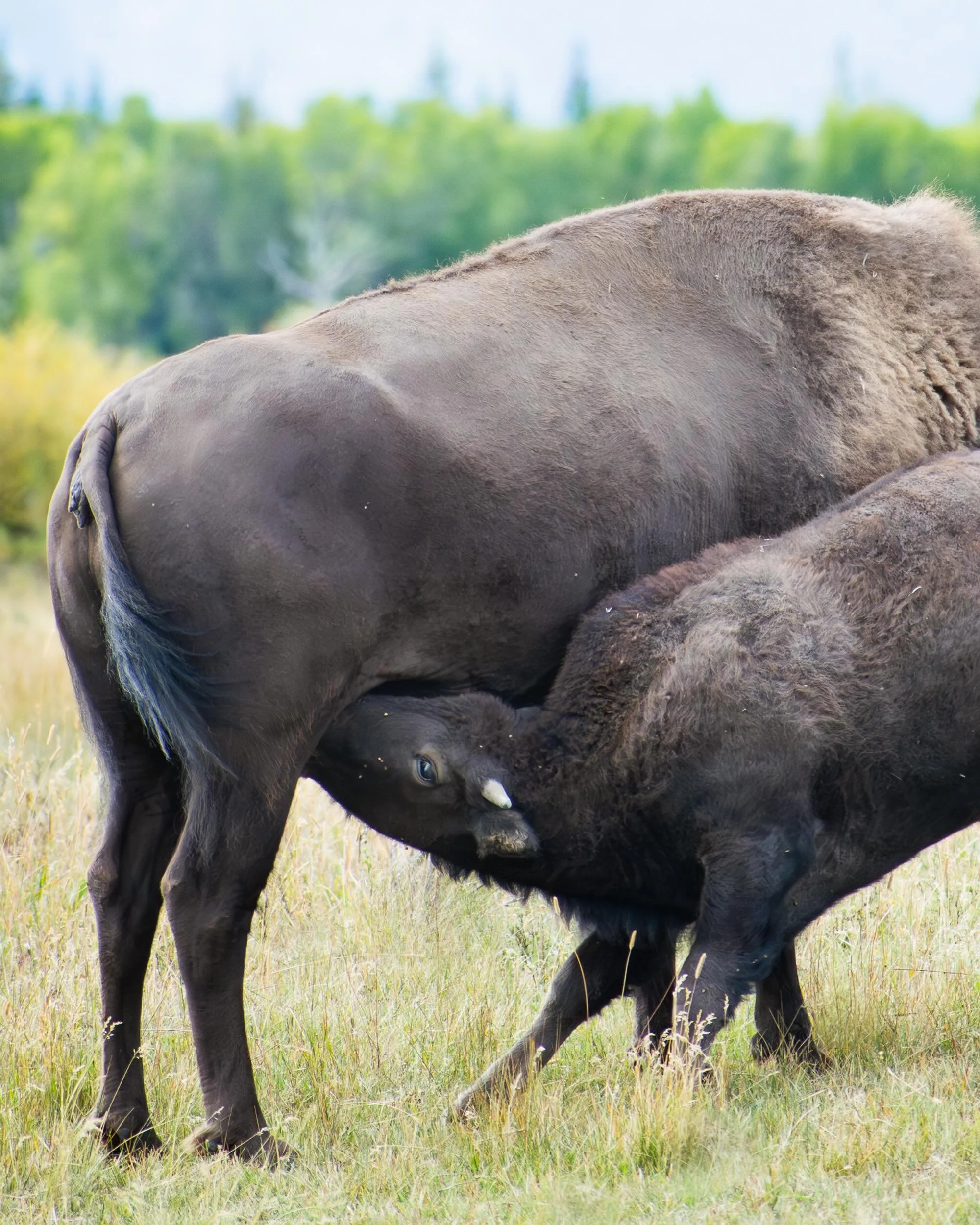 The Tetons are teeming with wildlife, big and small. We saw bison, moose (!), a grizzly bear (!!), an elk, pronghorn, a marmot, and a pika.

Thanks to @jacksonholeecotours for some of these incredible sightings. Going with a pro is ALWAYS worth it. T