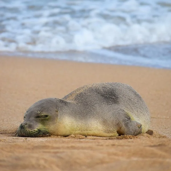 Hawaiian monk seal sunbathing on a beach near Lihue