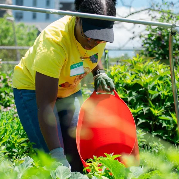 Participant tending to plants in a community garden
