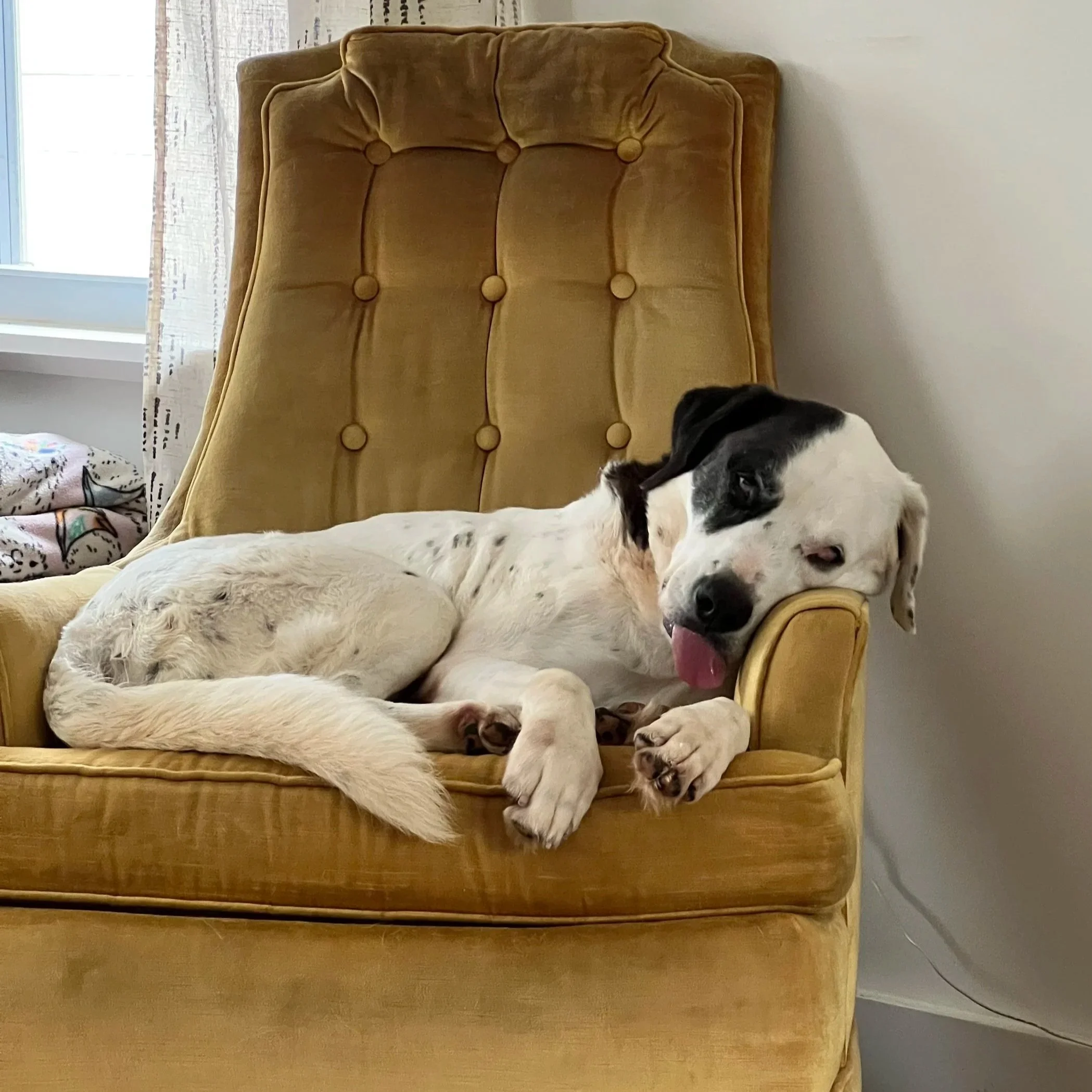 dog-days-pet-hotel-team-8.jpg