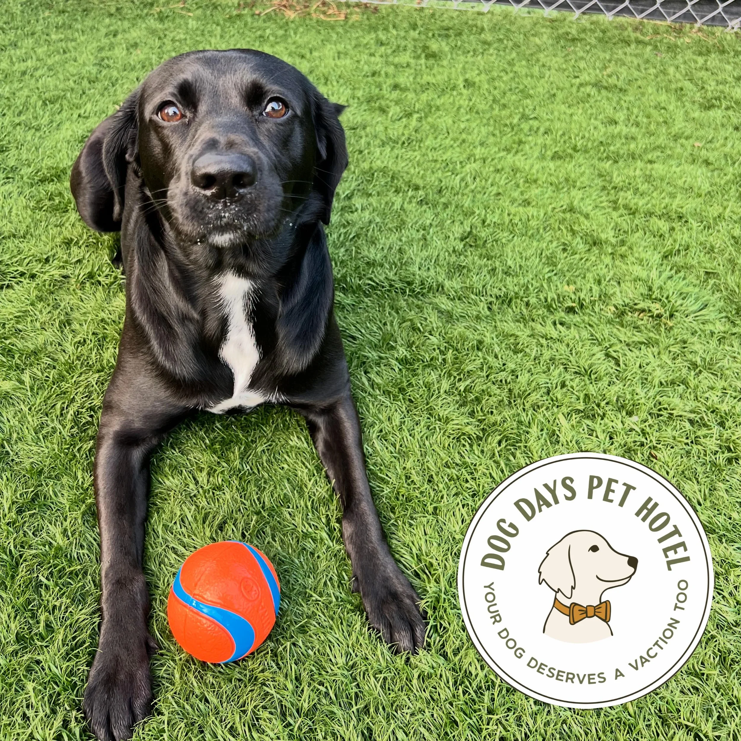 ☀️ summers heating up! We still have some openings for your dogs best vacation ever! Contact us today to book! ☀️ 

#Dogboarding #cagefreeboarding #doggievacation #dogdayshotel #dogsofinstagram