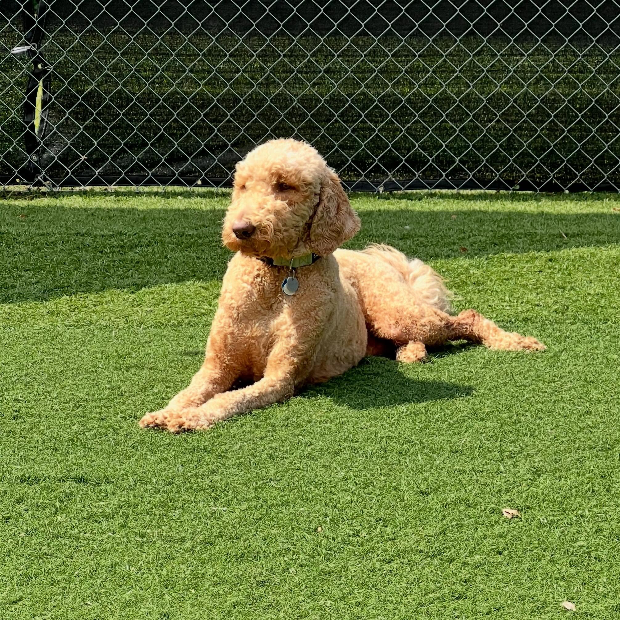 Book your dogs best vacation ever! We still have spots for the summer! Book now! 

#Dogboarding #cagefreeboarding #doggievacation #dogdayshotel #dogsofinstagram