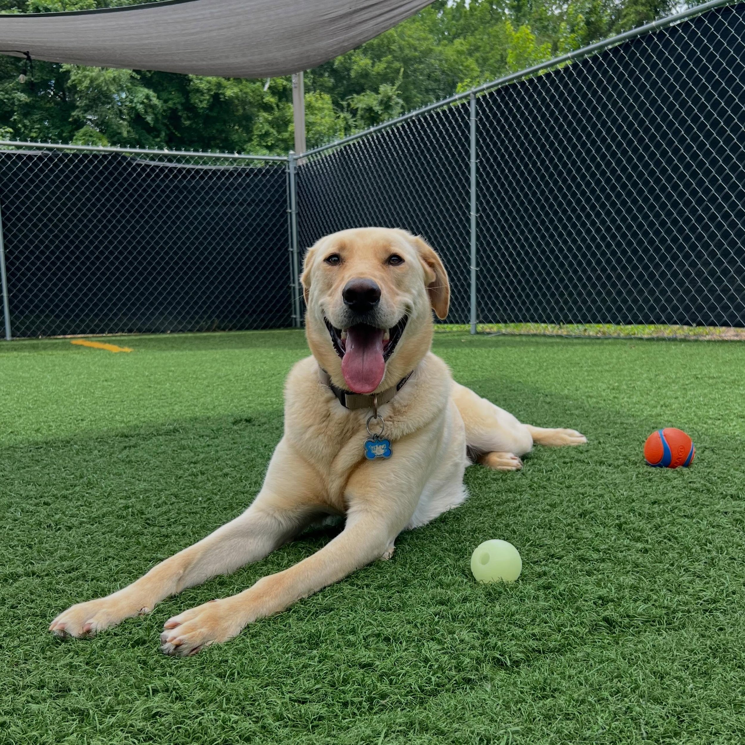 ☀️ Summer vacation plans? Your dog deserves a vacation too! 🐾

At Dog Days Pet Hotel, we provide a safe, comfortable, and fun home away from home for your furry family members while you&rsquo;re away. Our guests enjoy:

🐶 Spacious private rooms
📺 