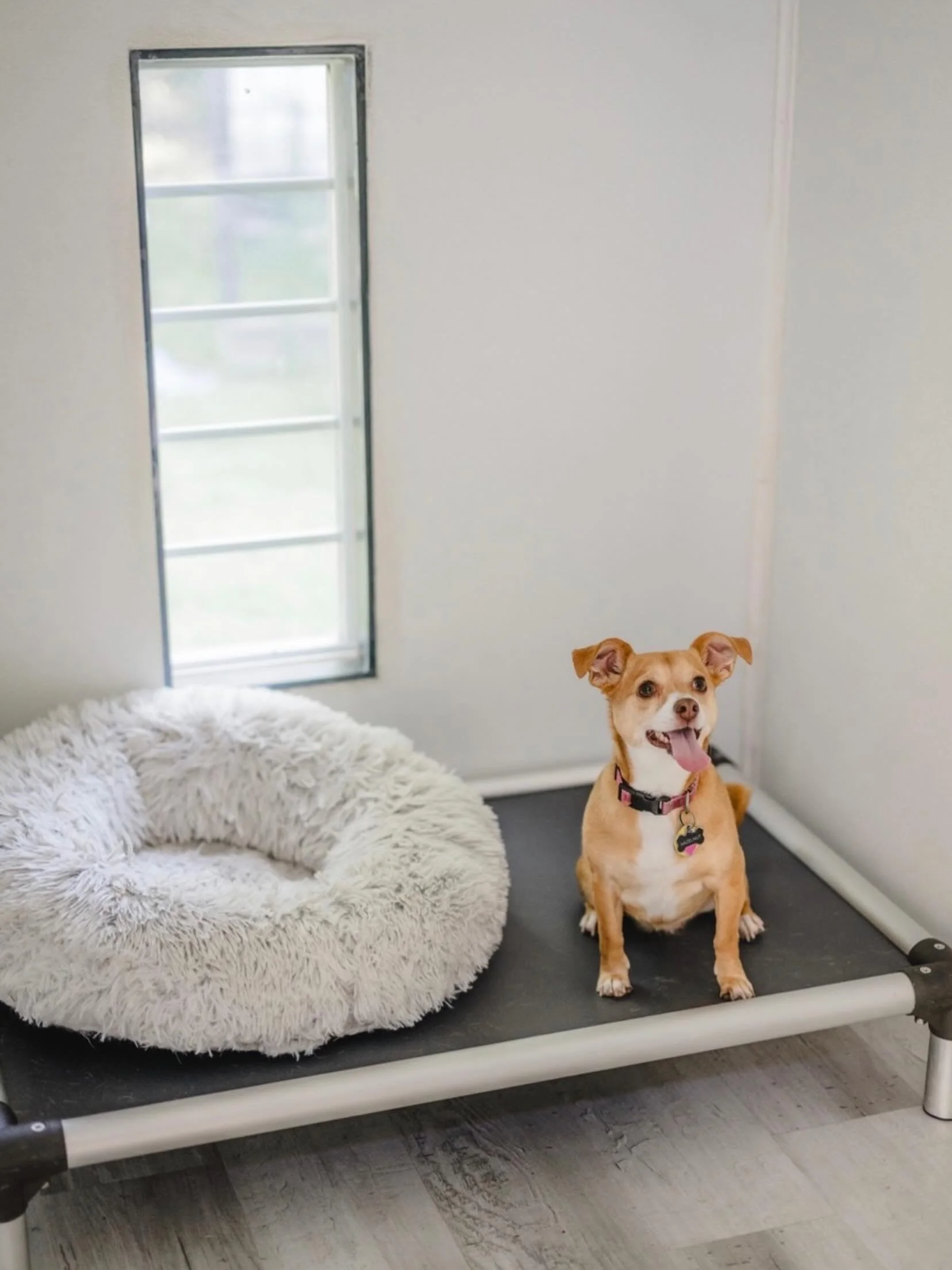 No crowded kennels here! Dog Days Pet Hotel offers a cage-free boarding experience with personalized care, spacious private suites, giving your best friend the attention, comfort, and care they deserve. Contact us today to book your stay! 
#Dogboardi