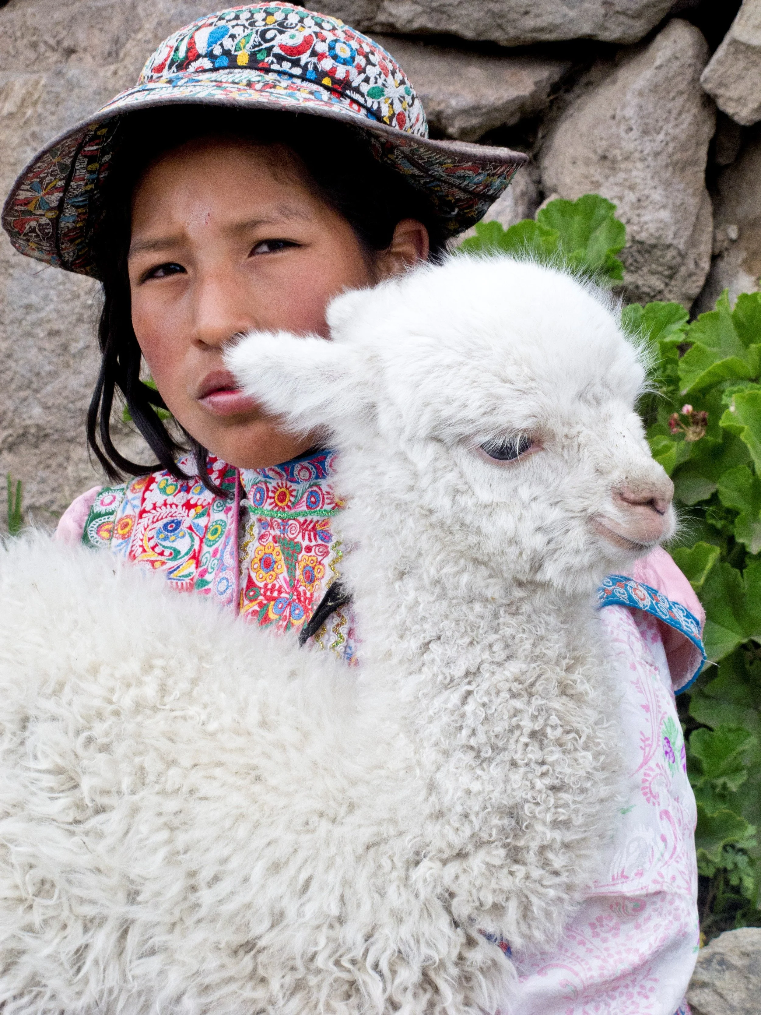 Alpacas_5.jpg
