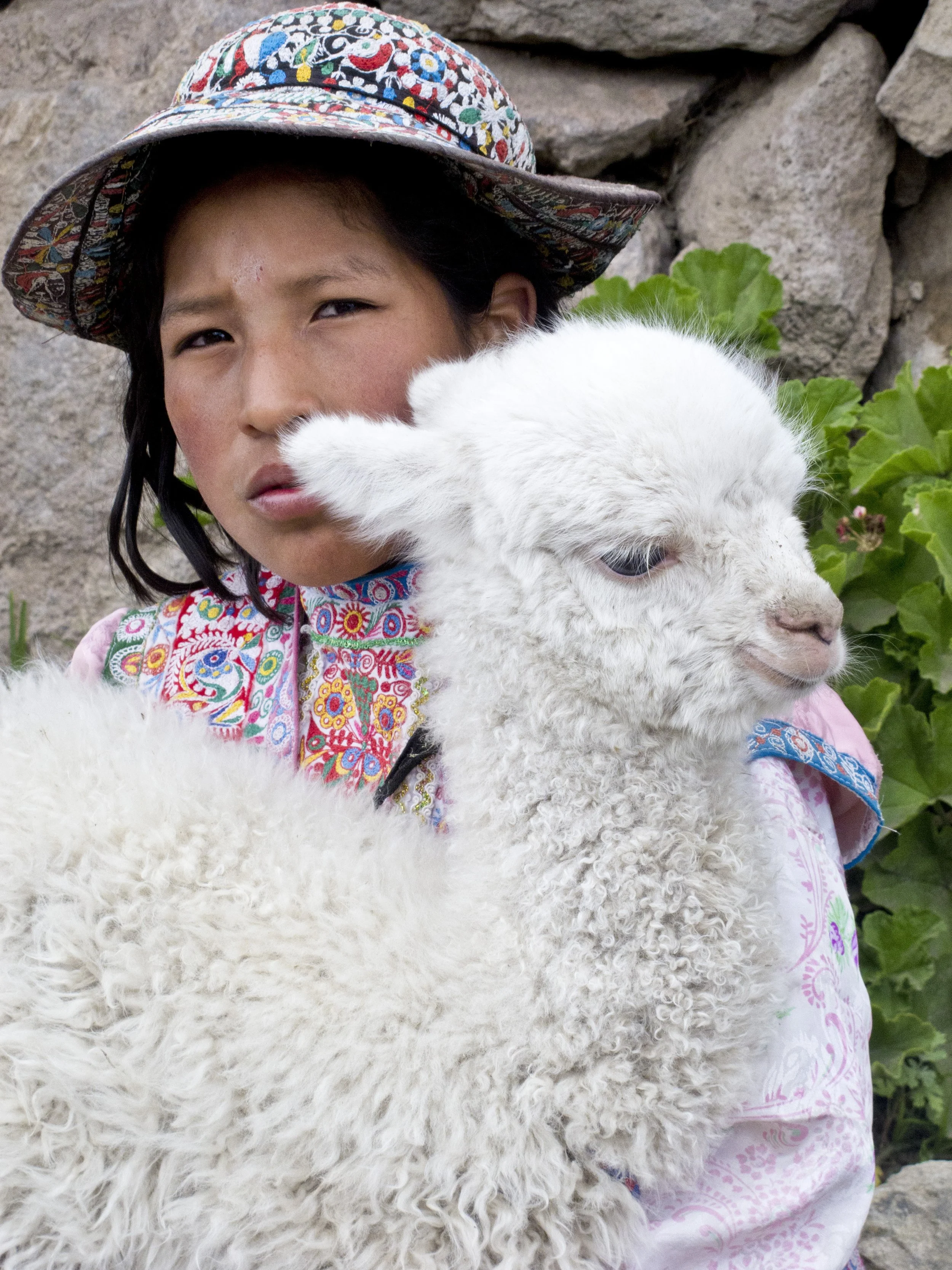 Child in a colorful patterned hat and clothing holding a fluffy white alpaca