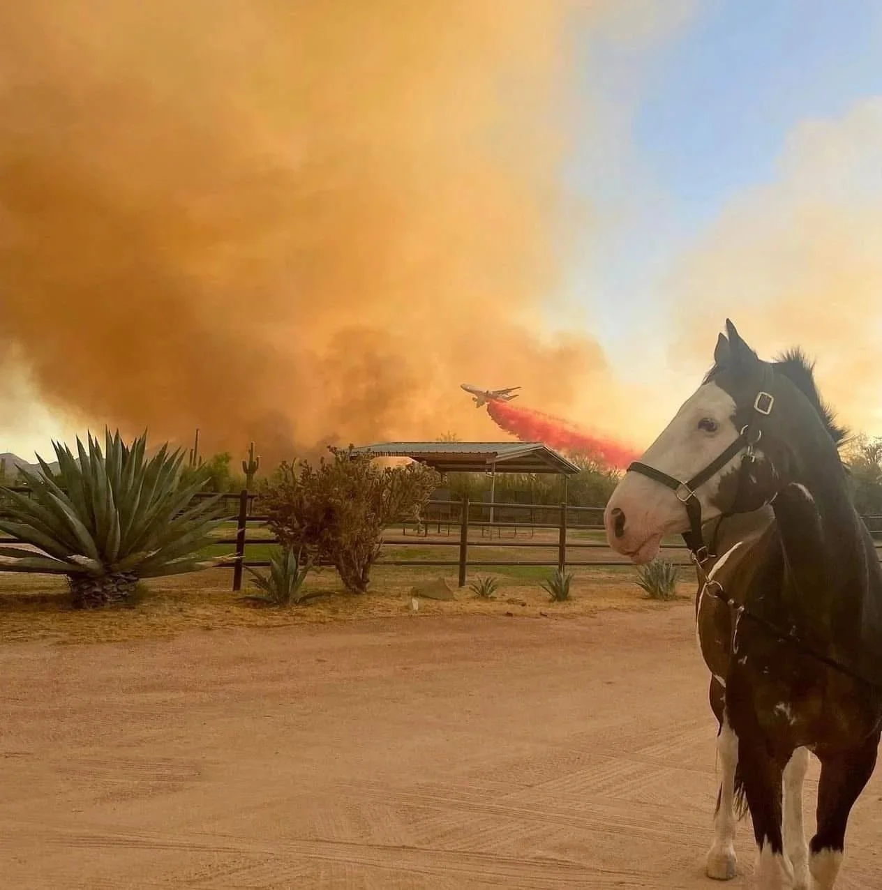 A white and black horse standing in the foreground with a noseband and harness, looking toward a wildfire in the background. The wildfire has thick smoke and flames, with an airplane dropping fire retardant over the blaze, creating a red streak in th