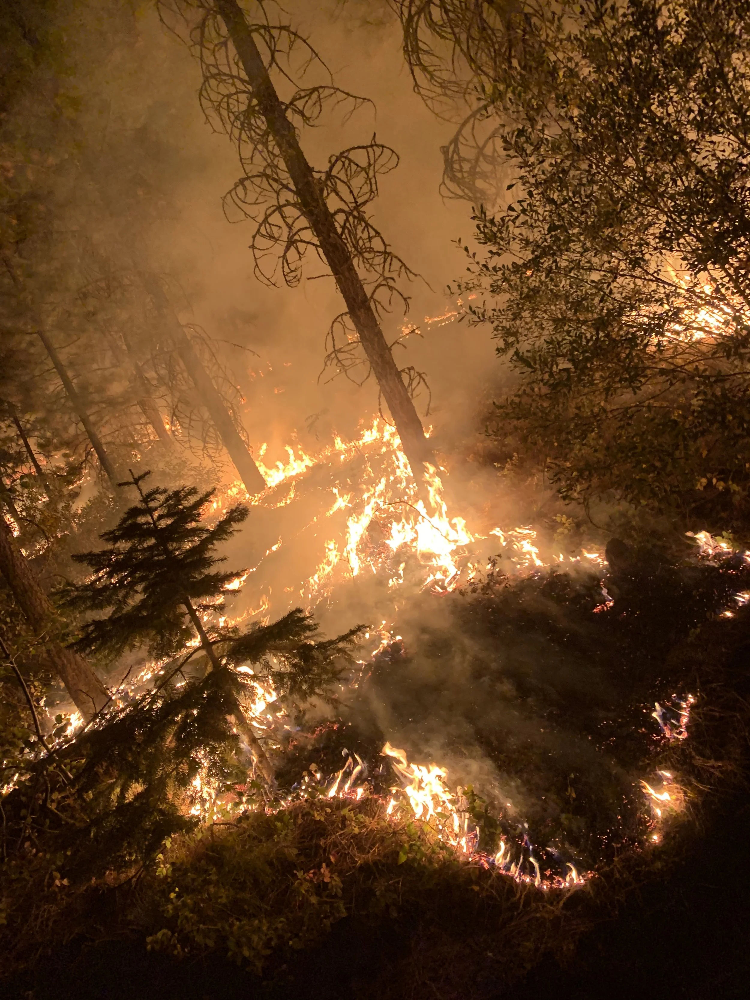 A forest fire burning through trees, with flames and smoke visible, and trees silhouetted against the fire.