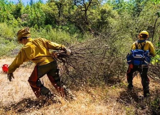 Two people wearing yellow protective clothing and helmets are clearing a brush fire in a wooded area.