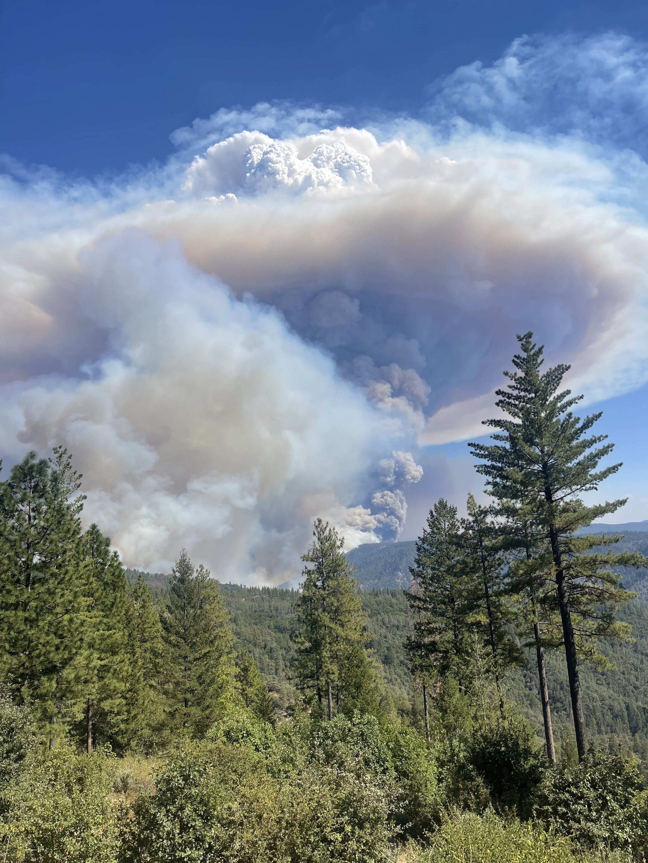 A view of a forested mountain landscape with tall green trees and thick smoke clouds in the sky, possibly indicating a wildfire.
