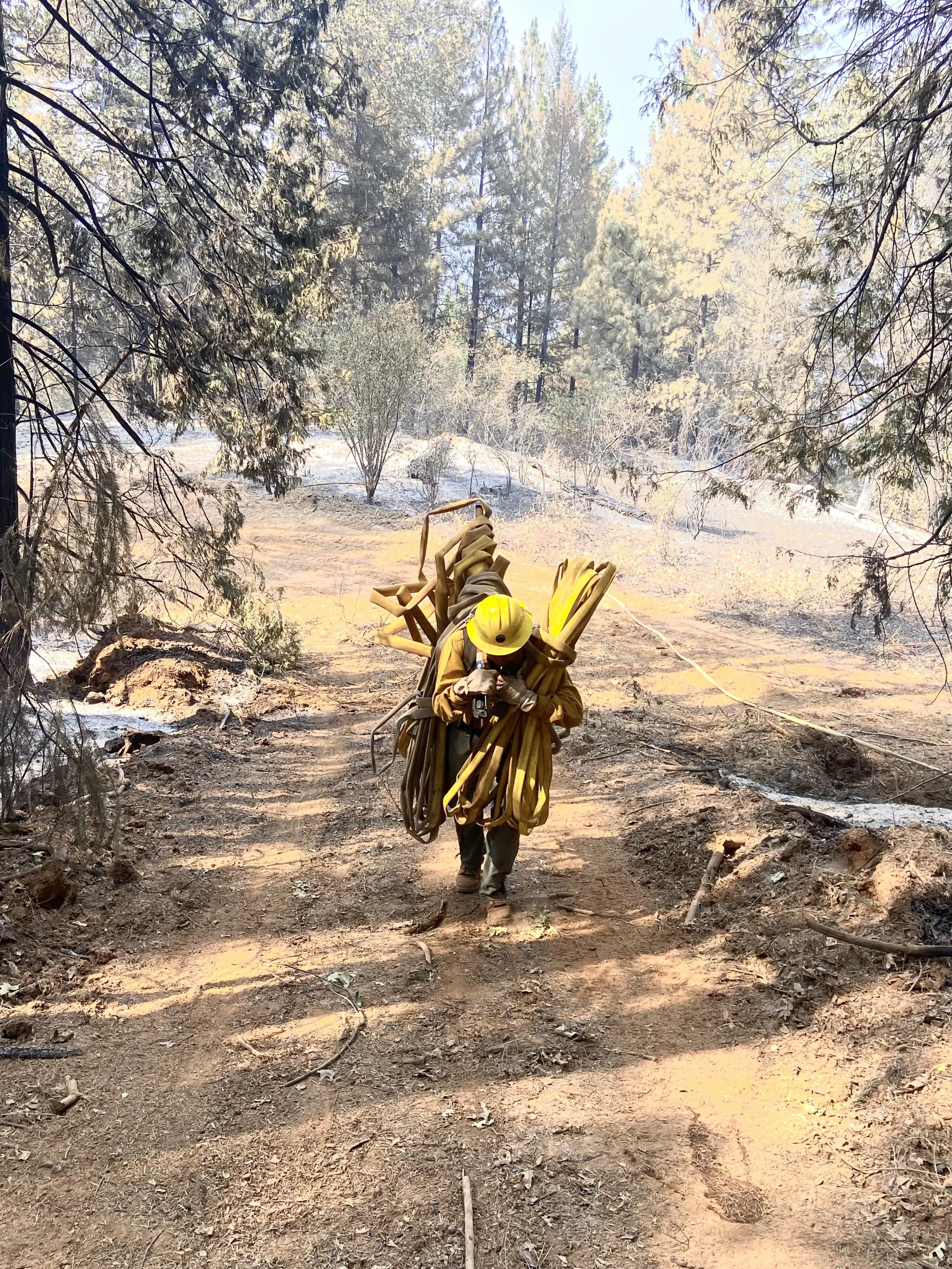 Firefighter in protective gear and helmet carrying hoses walks through a forested area burned by a wildfire.