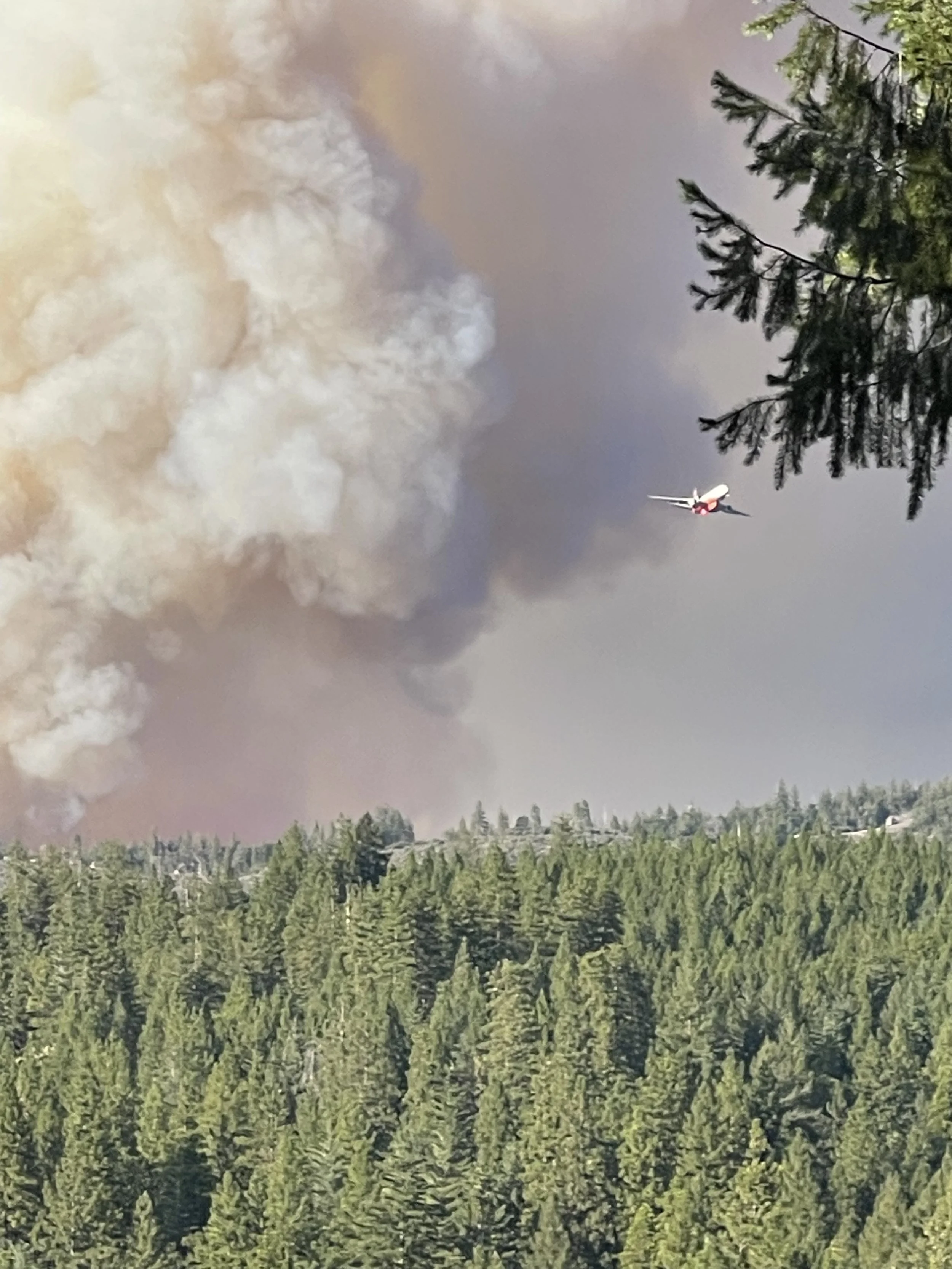 A forested area with tall pine trees at the bottom of the image, a large cloud of smoke with ash and soot rising in the middle, and a plane flying through the sky on the right side.