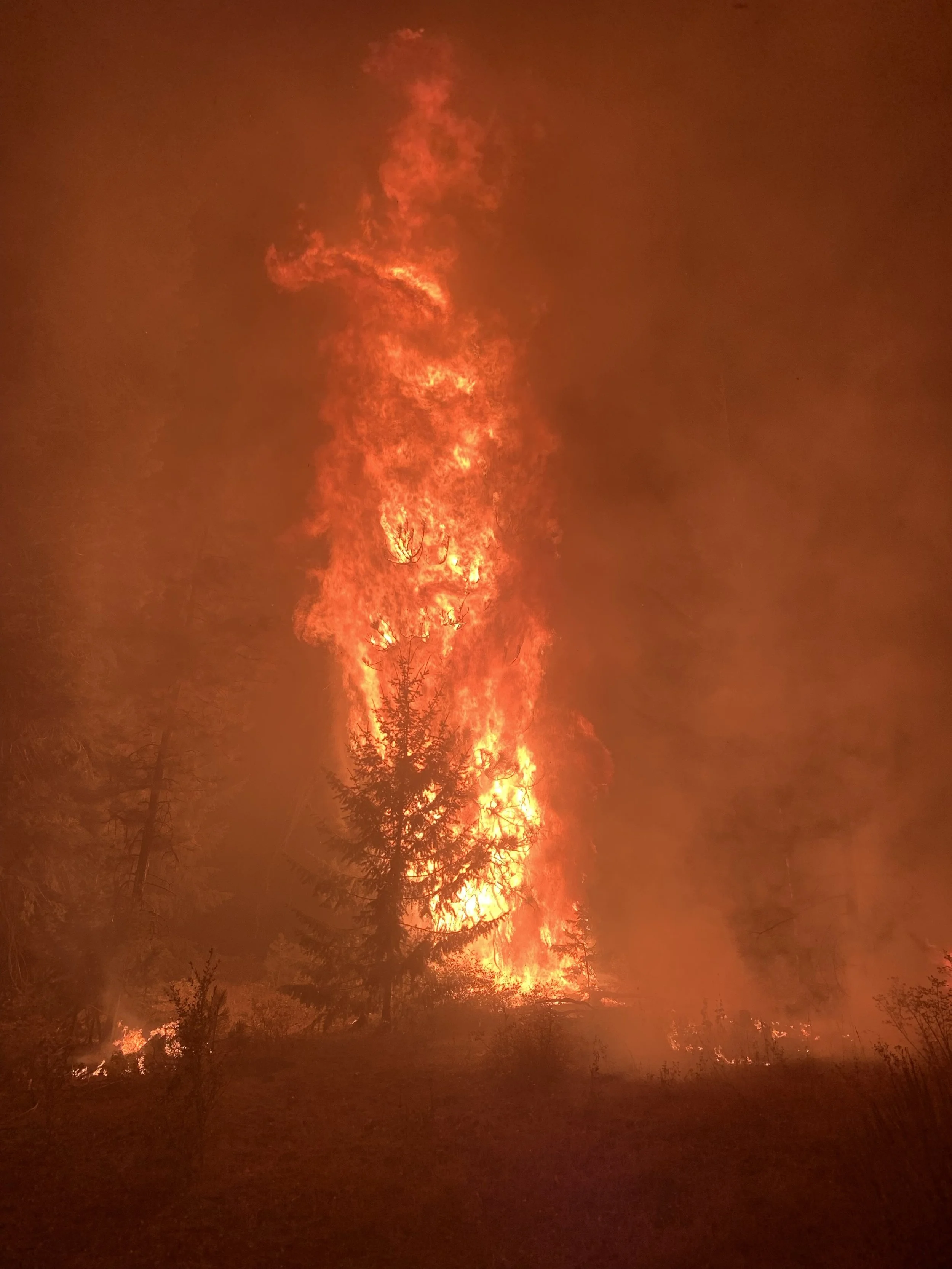 A forest fire with tall flames and thick smoke rising into the night sky, with silhouettes of trees at the foreground.