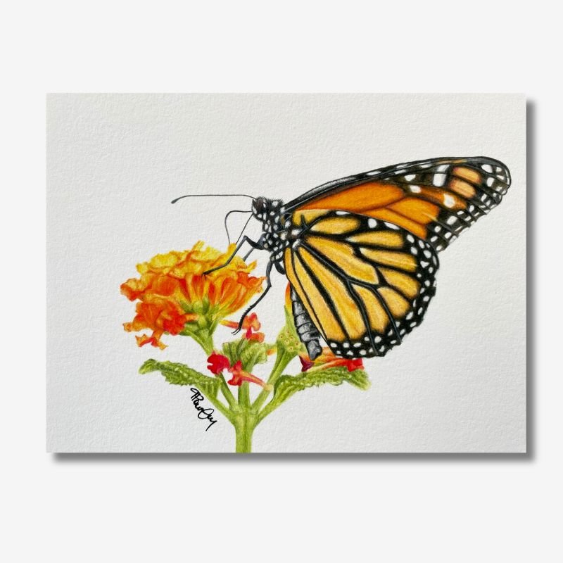 Monarch Butterfly