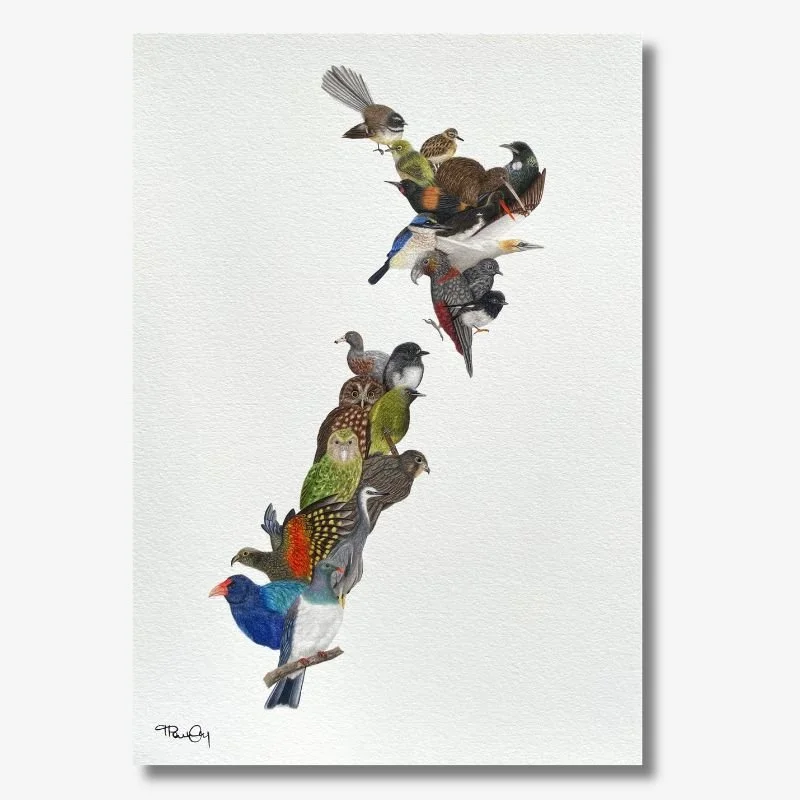 Birds of Aotearoa