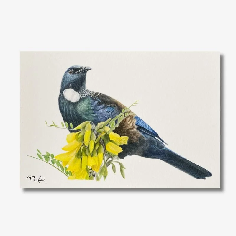 Tui in Kowhai Tree