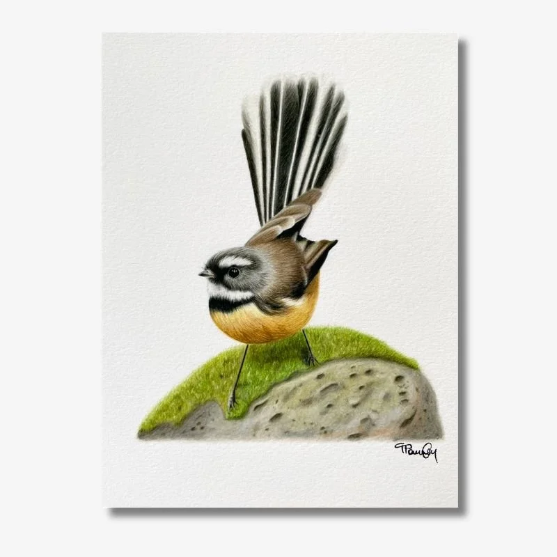 Piwakawaka/Fantail on a Rock