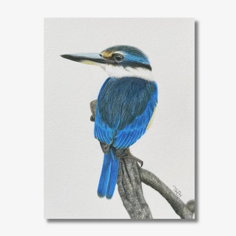 Kingfisher
