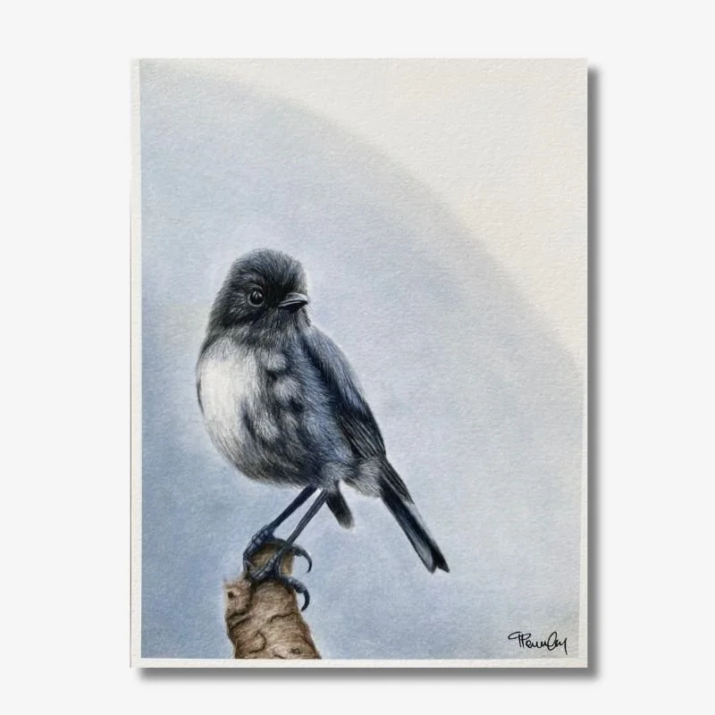 New Zealand Robin