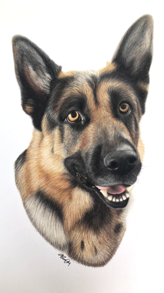A realistic colored pencil drawing of a German Shepherd dog with a friendly expression, featuring upright ears and a slightly open mouth showing teeth and pink tongue.