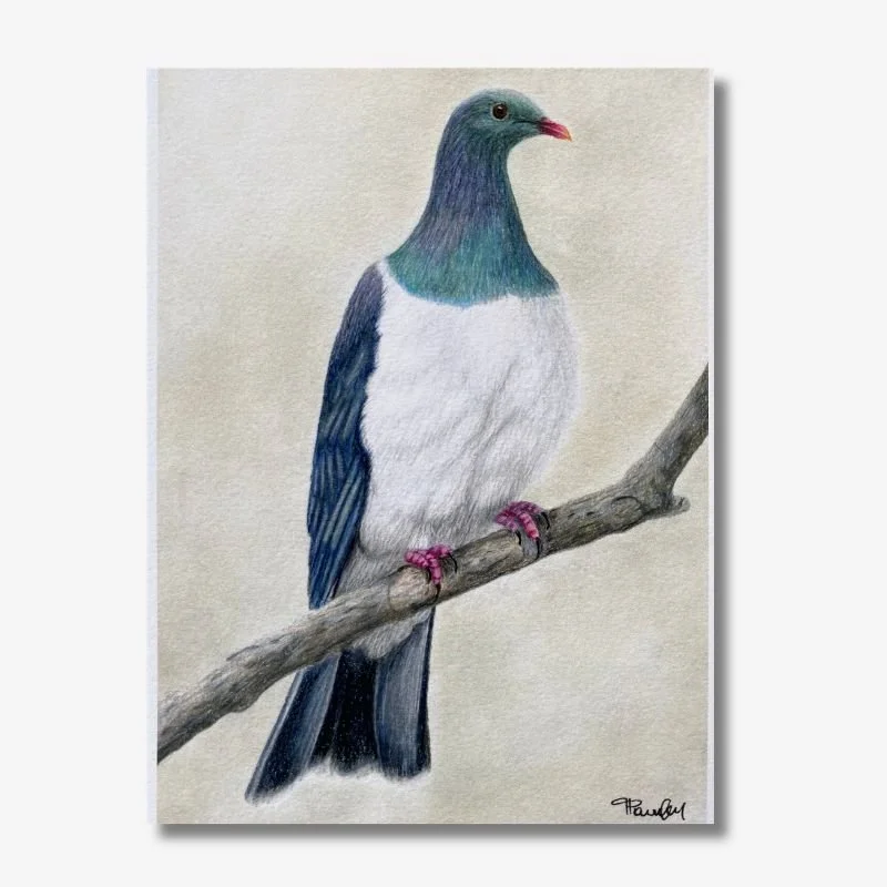 Kereru