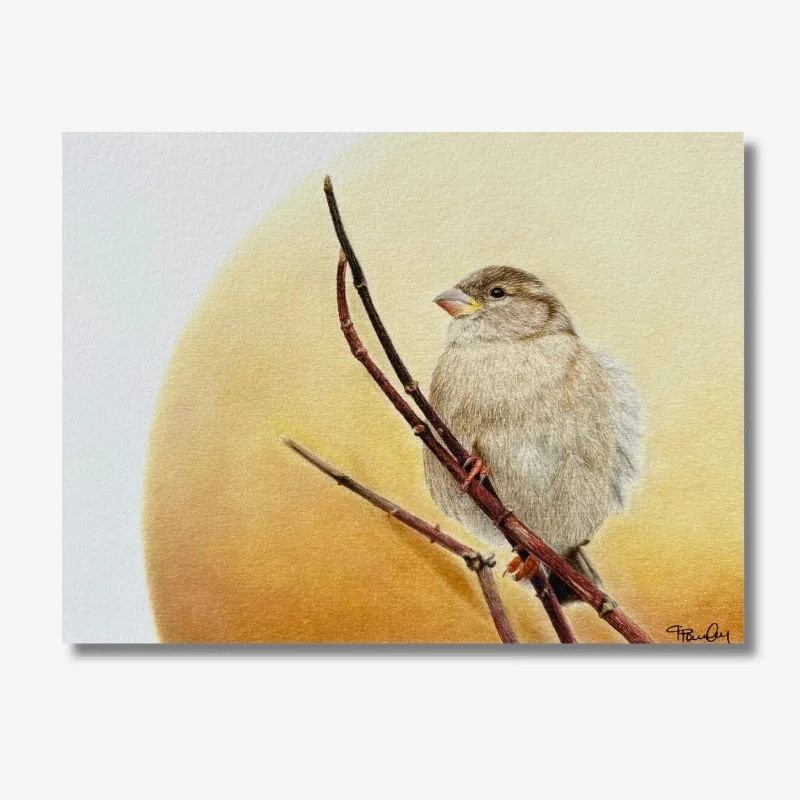 Sparrow at Sunset