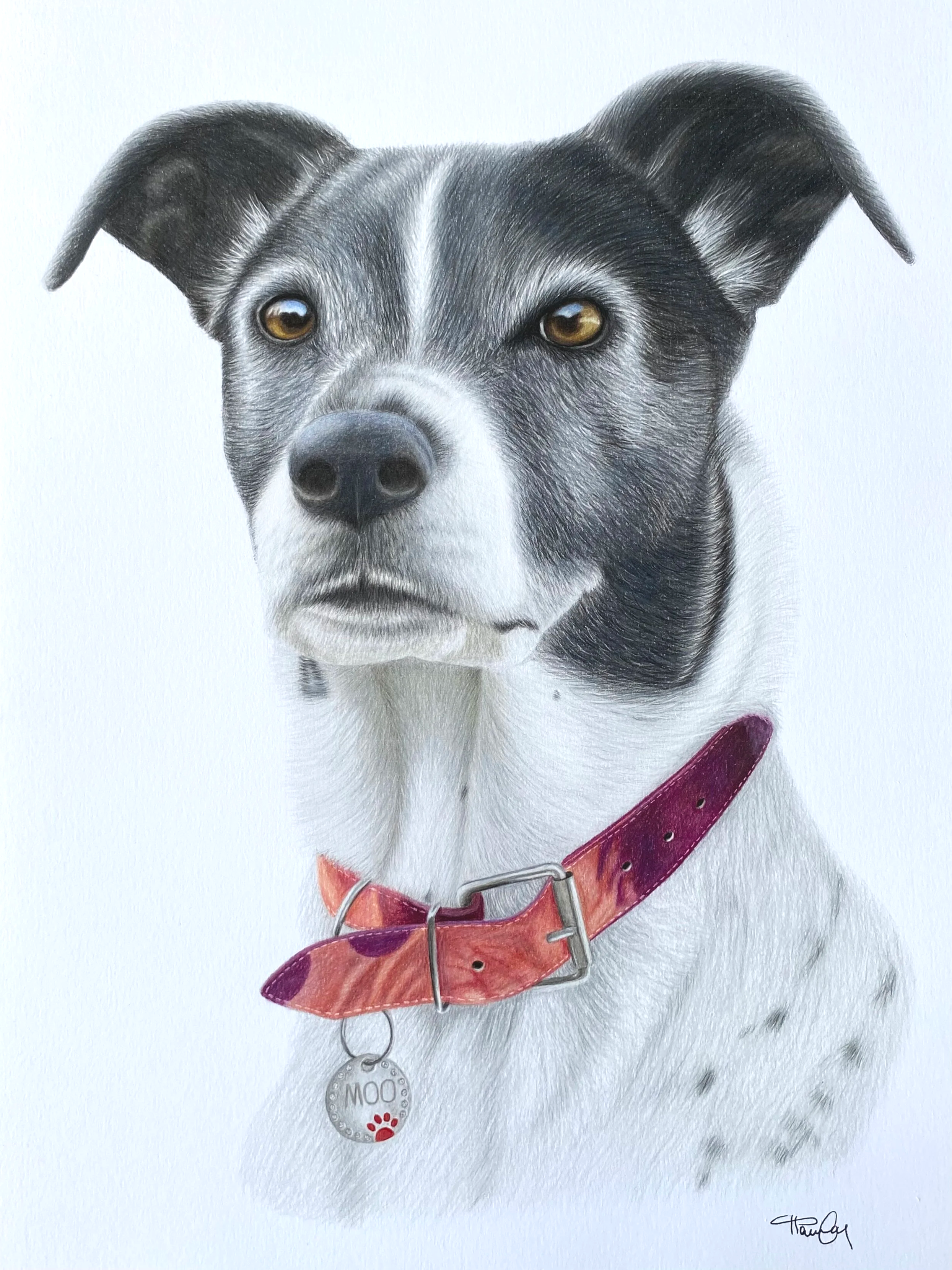 Realistic colored pencil drawing of a black and white dog, possibly a Border Collie mix, wearing a red collar with a silver tag that has the word 'MOO' and a paw print, against a white background.