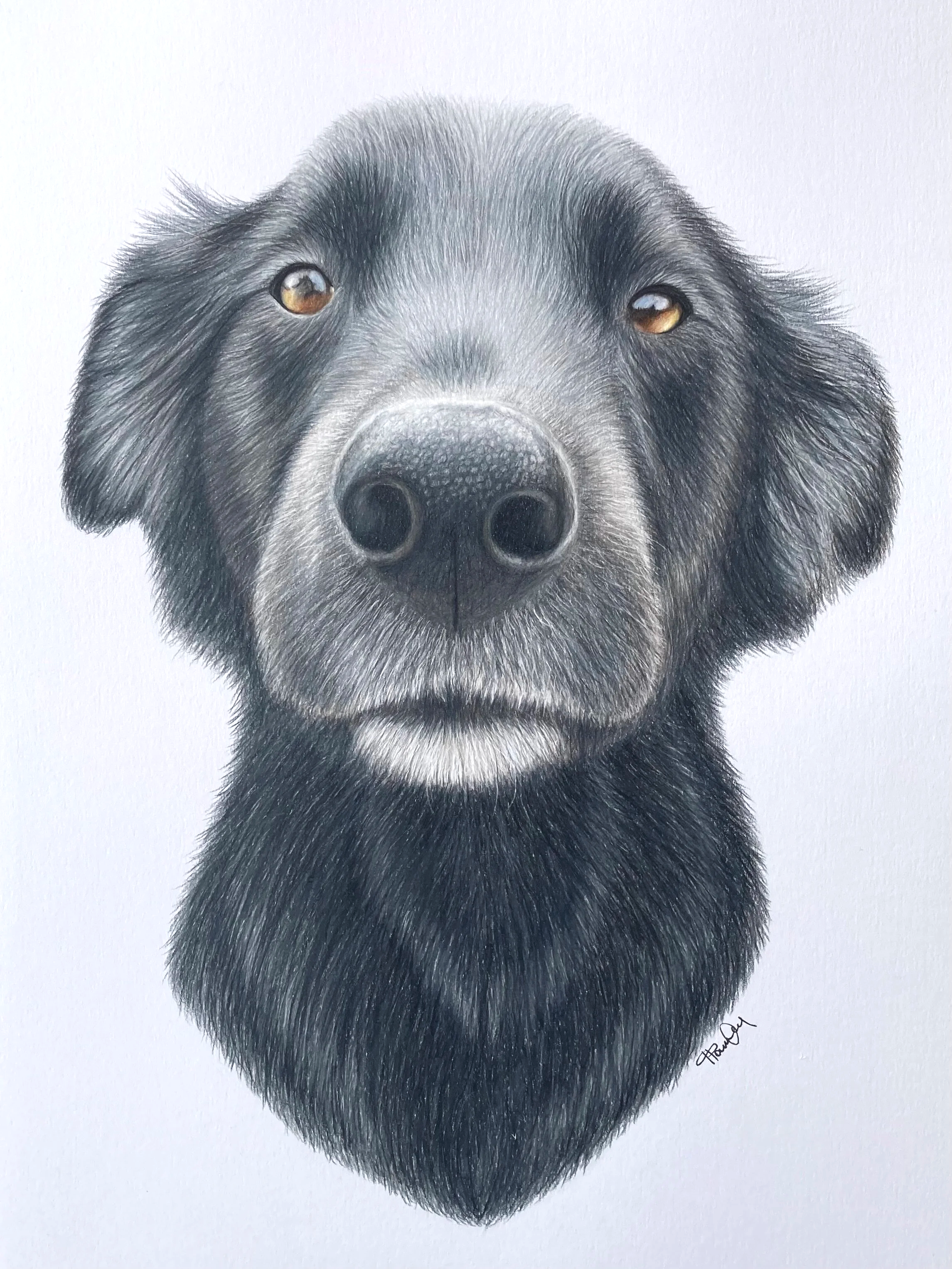 Detailed colored pencil drawing of a black and gray dog's face with brown eyes, centered on a white background.