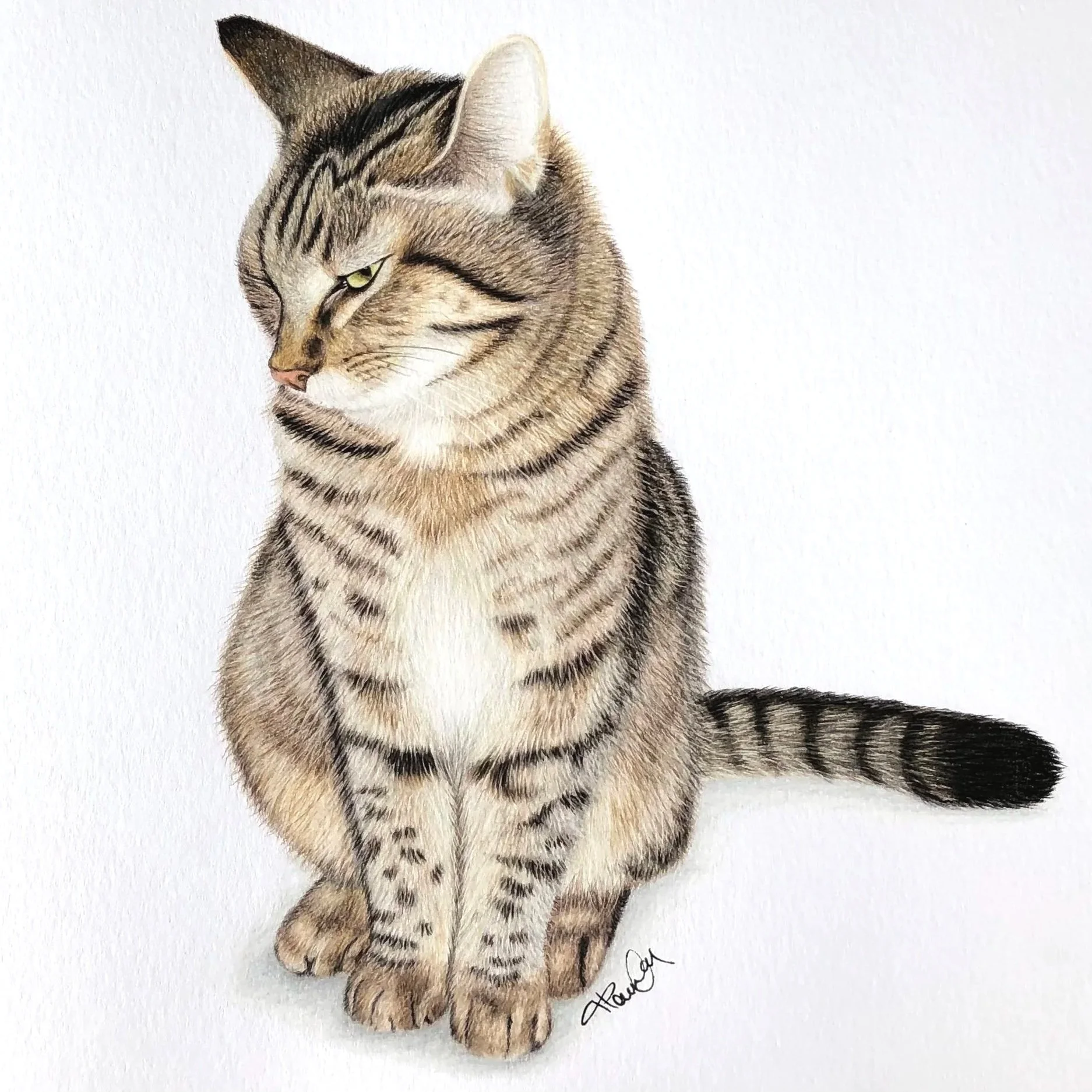 Colorful illustration of a tabby cat sitting with its eyes half-closed, facing left, with detailed fur markings, set against a white background.