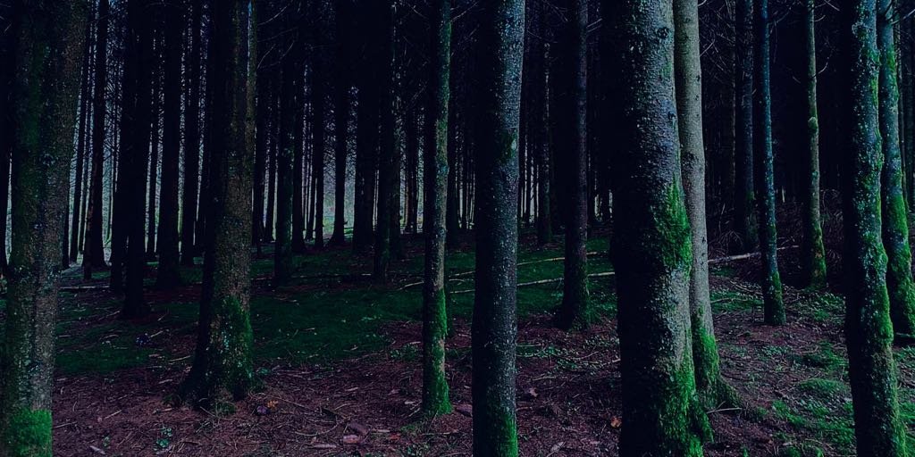 Halloween special : In een groot donker bos