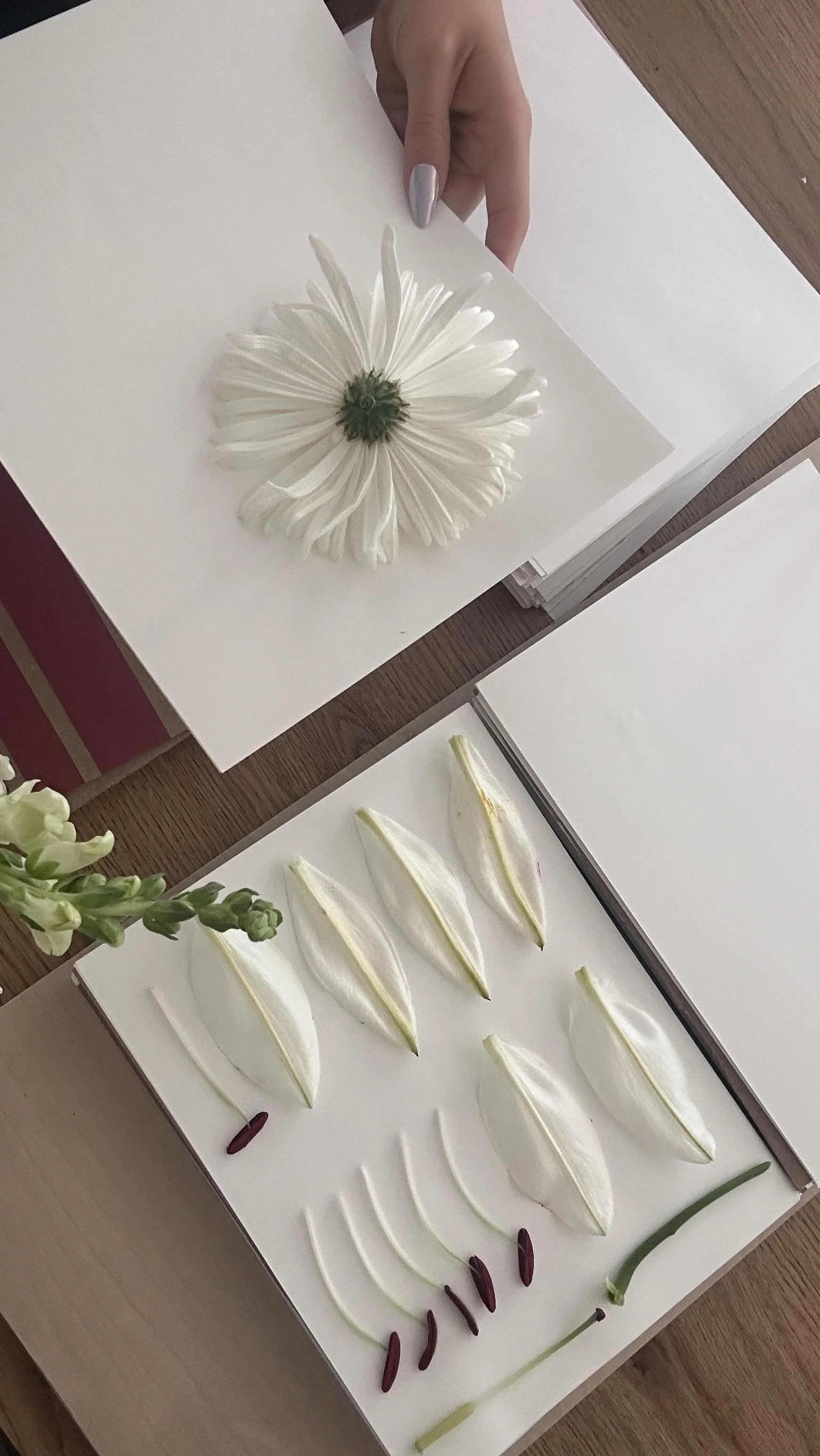 An arrangement of various flower parts including a white flower with elongated petals, white petal-like structures, and reddish-brown seeds or pods on a white surface, with some green leaves in the corner.