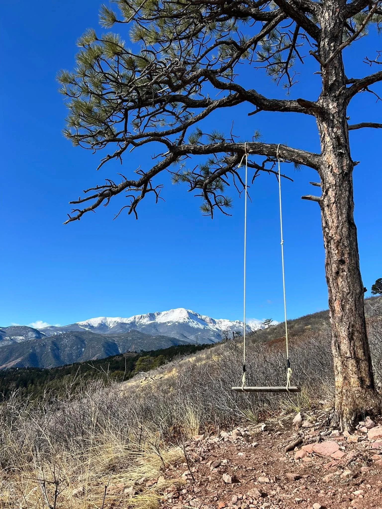 A pine tree with a swing hanging from one of its branches, set in a mountainous landscape with snow-capped peaks in the background and dry vegetation on the ground.