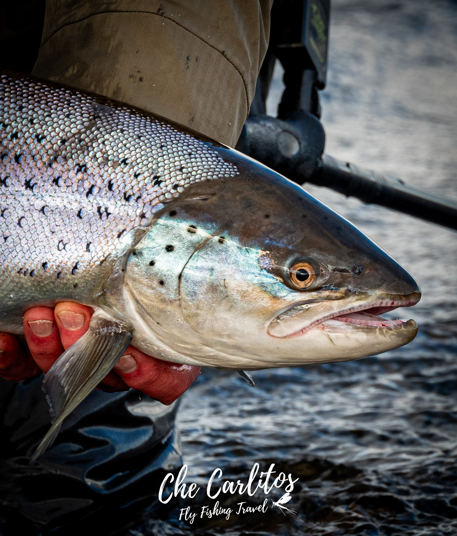 Bella Sofia - Che Carlitos Fly Fishing Travel (14).png